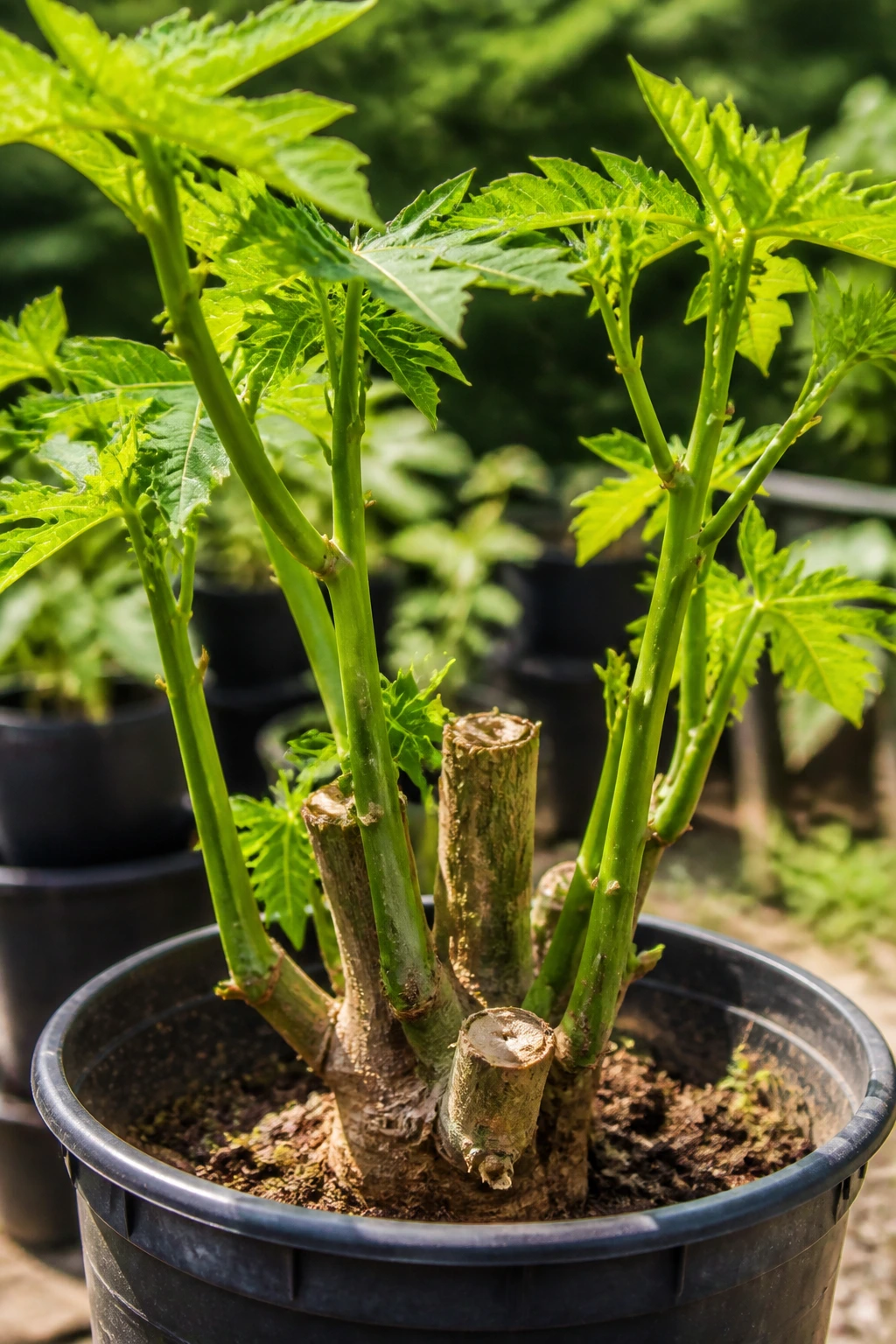 Babaco Fruit:Â Nutrition Facts, Health Benefits, And More 6 Babaco plant cutting with multiple shoots in a pot