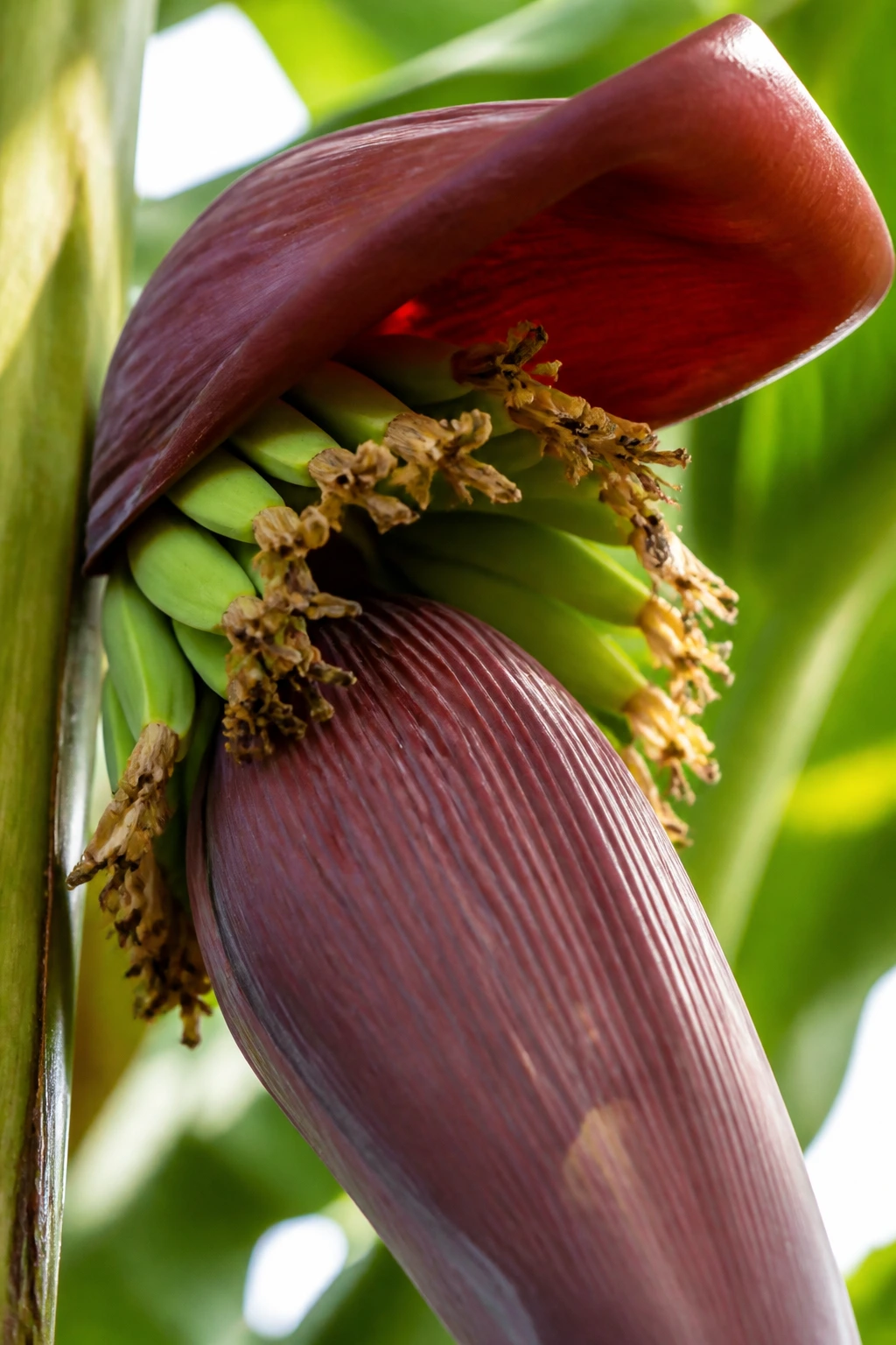 Botanical Insights: The Parts Of A Banana Plant 4 Reddish-purple protective bracts enveloping banana flowers on a plant