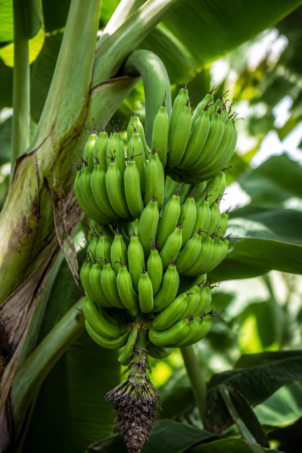 Banana bunch on large herbaceous plant in tropical garden