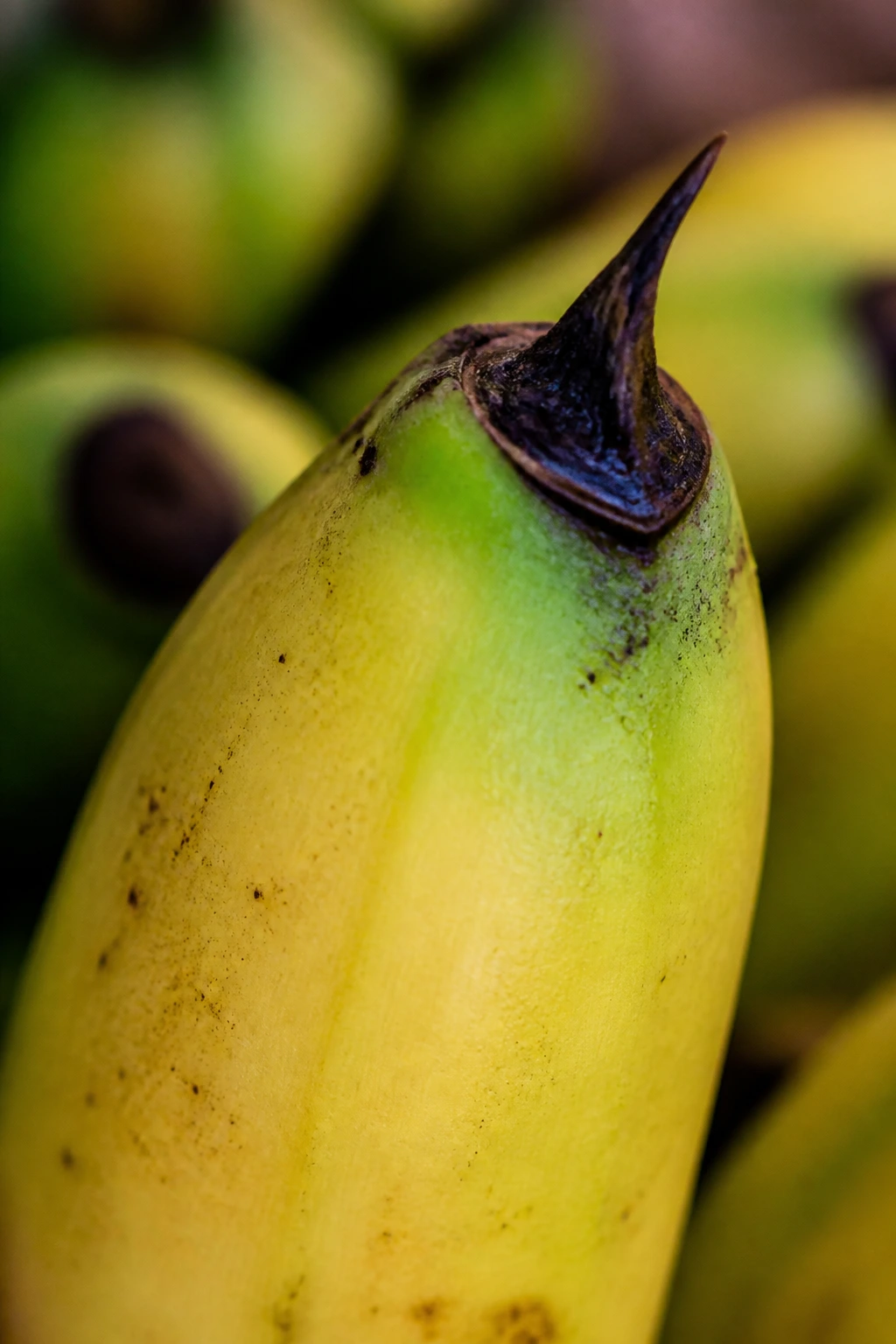 Botanical Insights: The Parts Of A Banana Plant 10 Close-up of banana crown at the tip, the signature mark of the fruit.