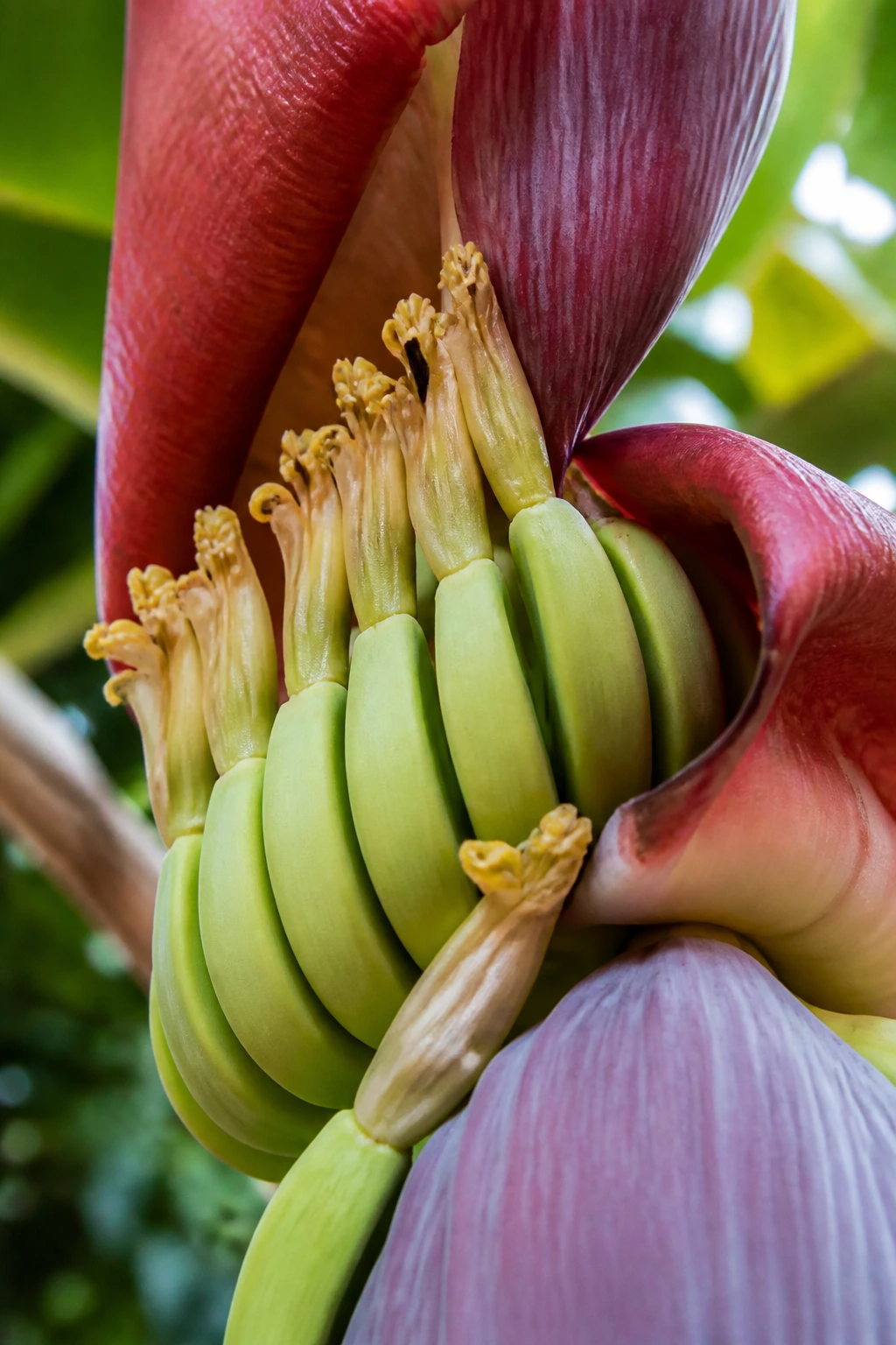 Botanical Insights: The Parts Of A Banana Plant 5 Female banana flower with ovary beginning to form fruit