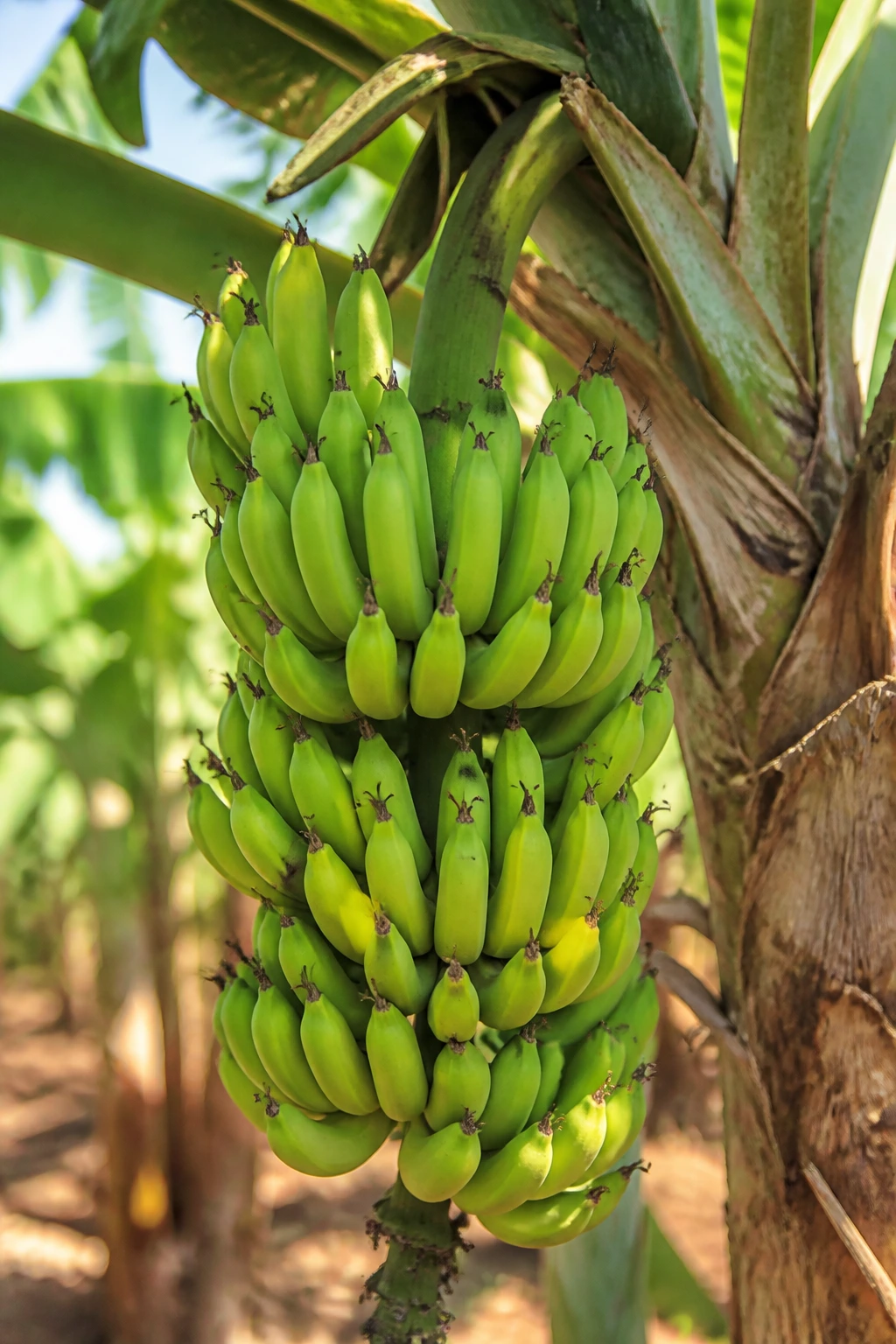 Close-up of a banana bunch on the plant in a tropical garden