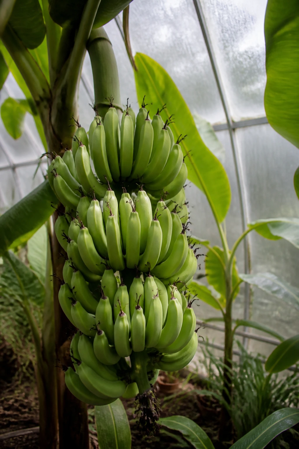 Bananas and the USA: Are Bananas Grown in the USA? 4 Banana bunch hanging in a greenhouse with humid atmosphere