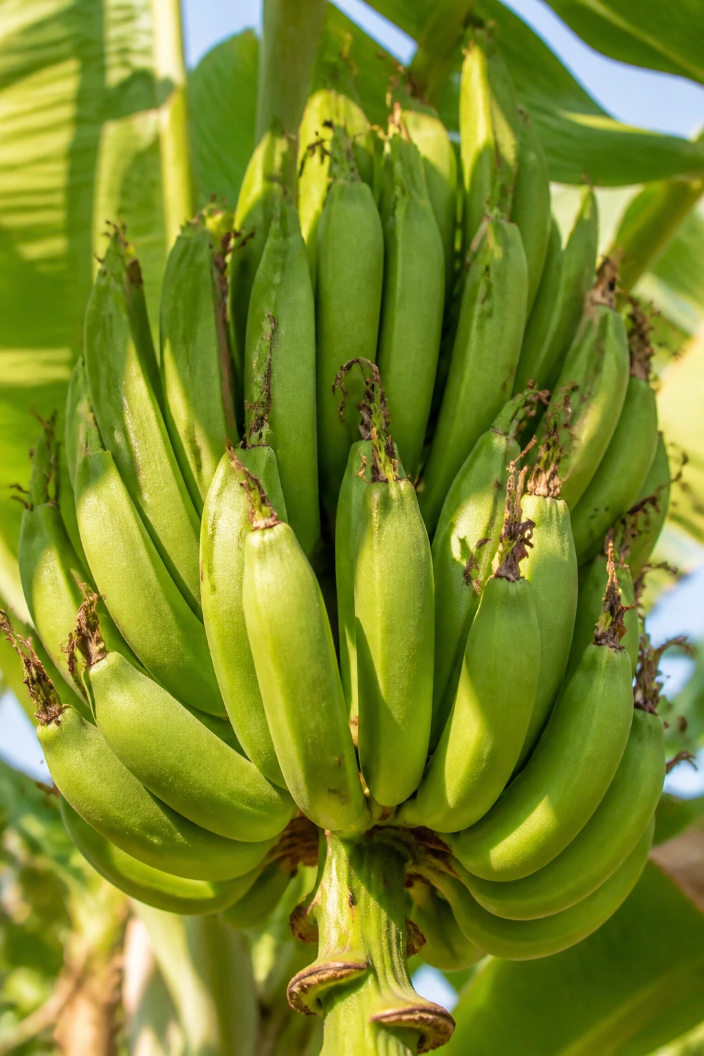 Botanical Insights: The Parts Of A Banana Plant 6 Banana hand with curved fruit forming a bunch