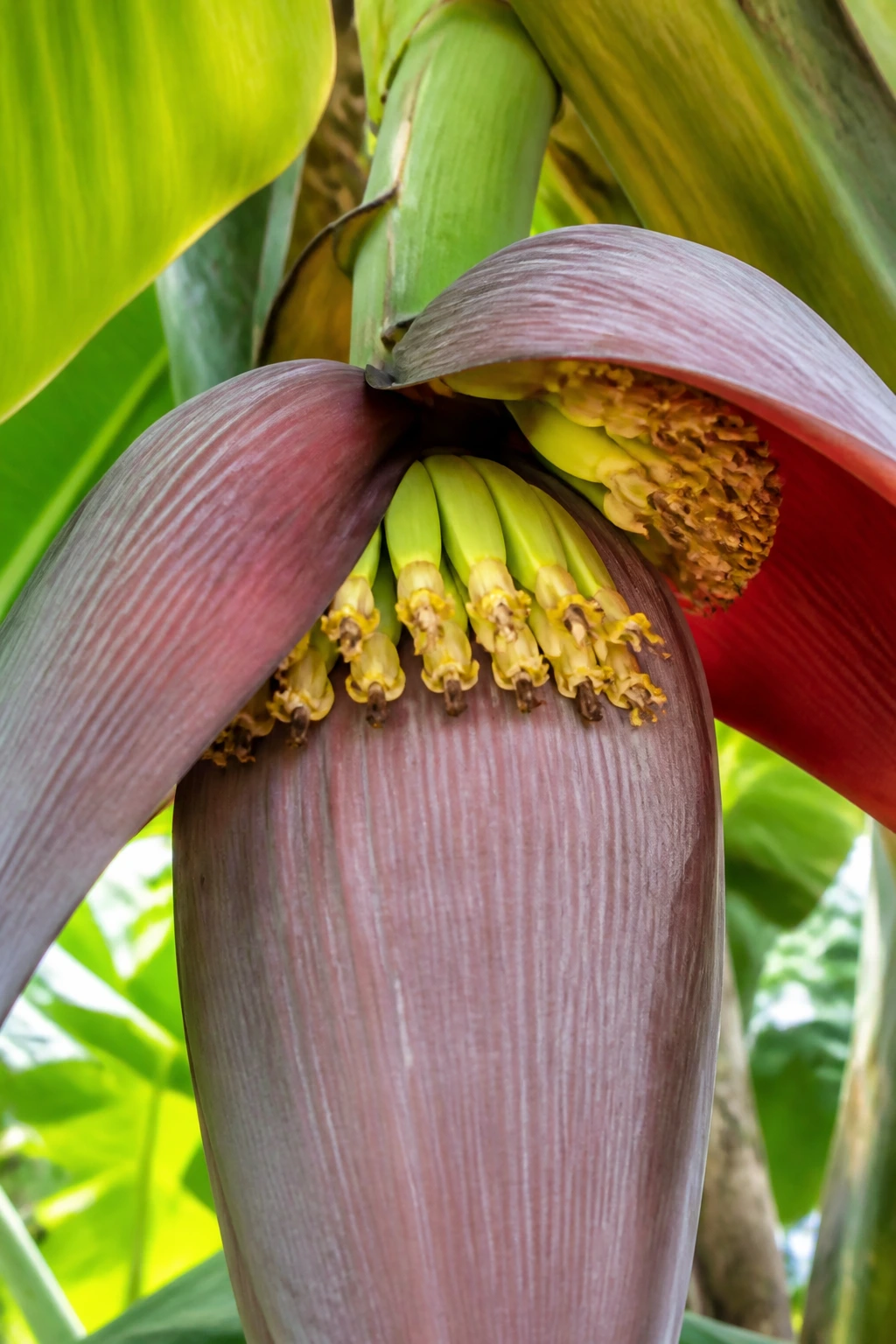Botanical Insights: The Parts Of A Banana Plant 3 Inflorescence bud inside banana plant with waxy bracts