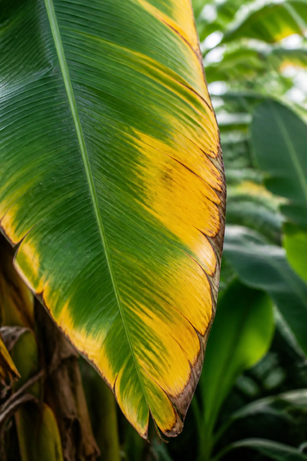Close-up of aging banana leaf turning yellow at edges in a garden