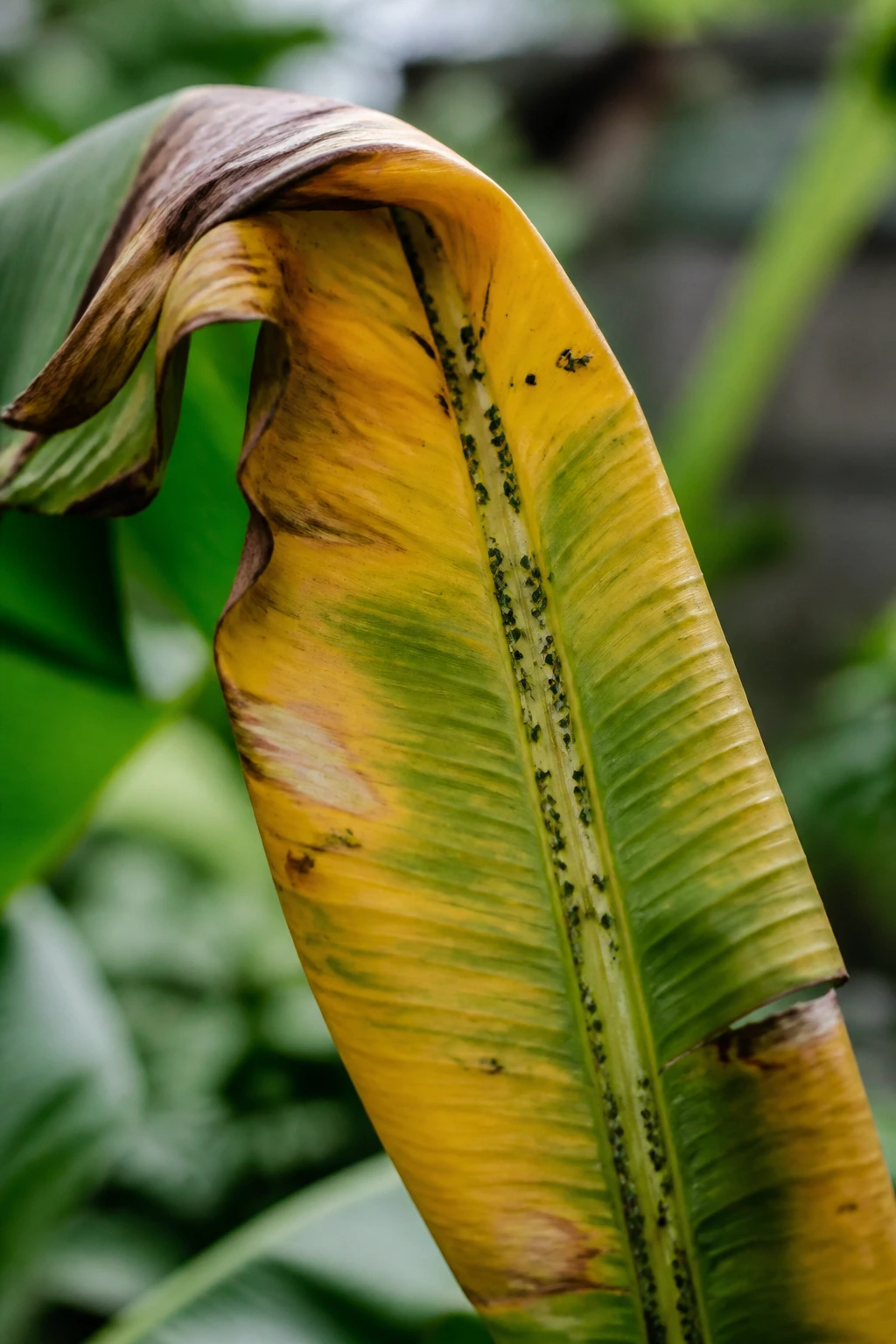 Banana leaf with aphids causing yellowing
