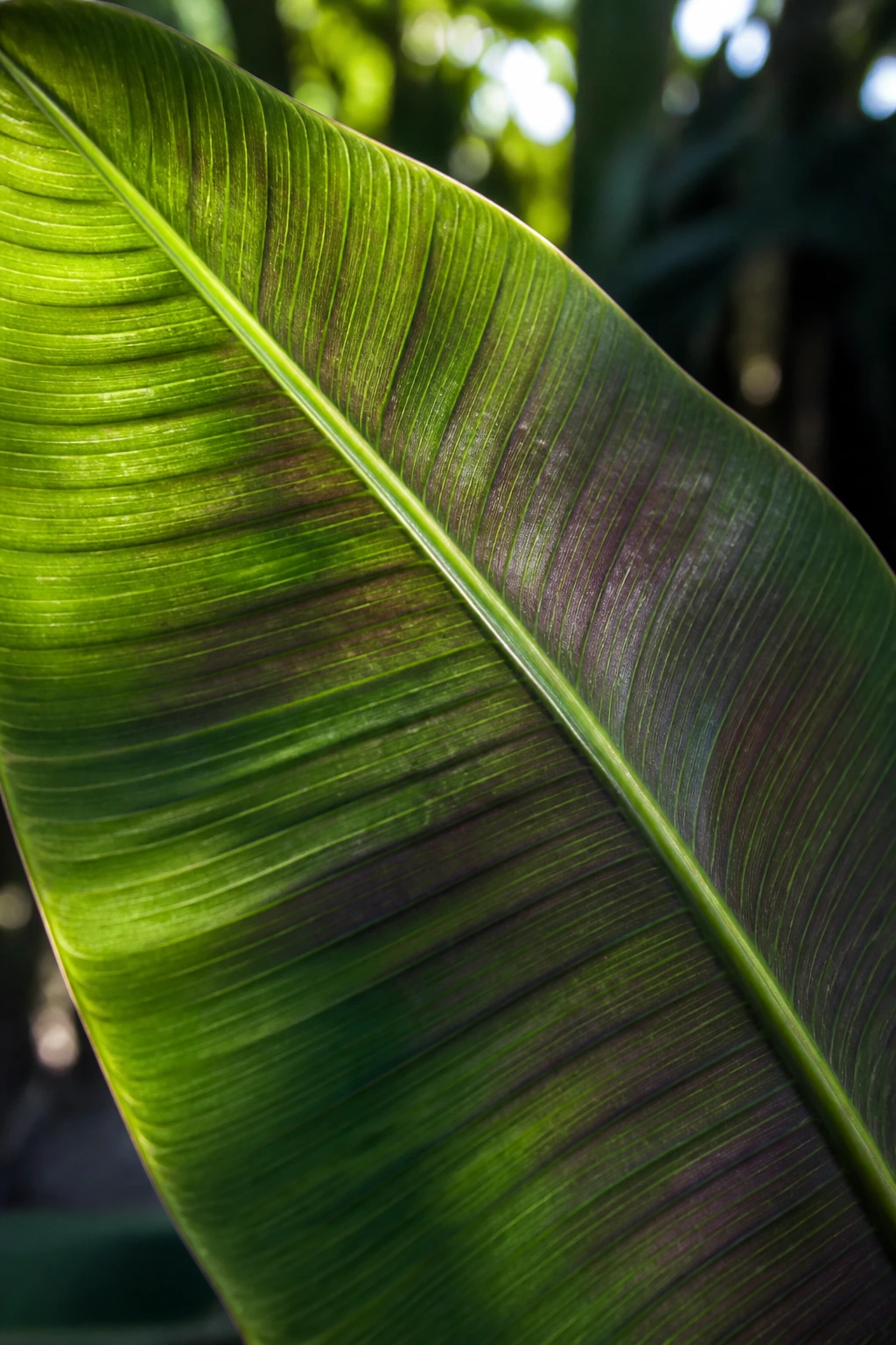 12 Surprising Banana Leaves Benefits For Your Health 9 Macro close-up of banana leaf showing pigments indicating plant compounds.