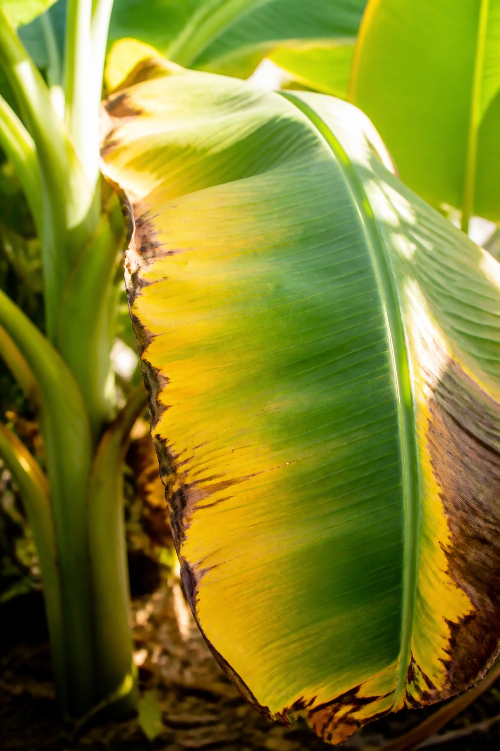 Banana leaf with sun scorch and yellowing from environmental stress