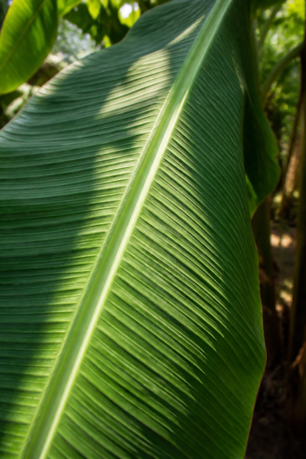 Botanical Insights: The Parts Of A Banana Plant 2 Close-up of a giant banana leaf's central rib and veins