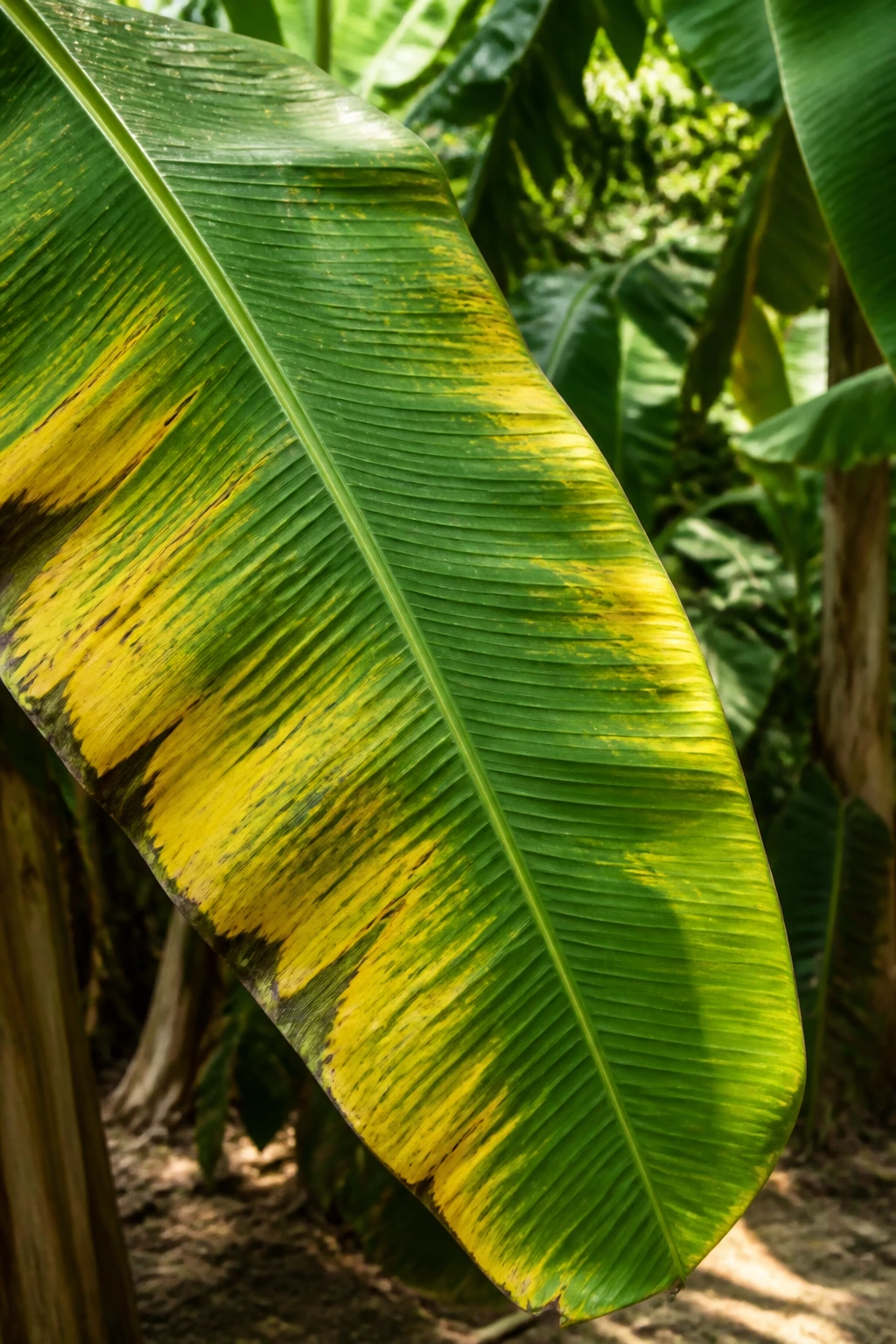 Close-up of a yellowing banana leaf in a tropical garden