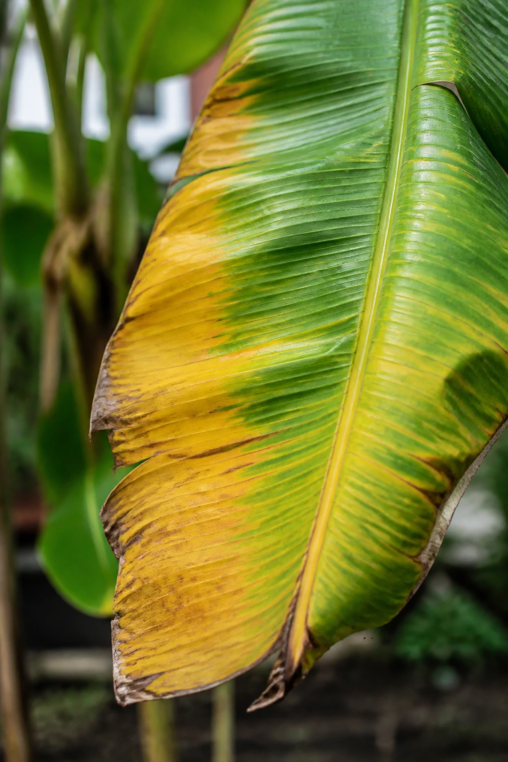 Banana leaf yellowing due to nutrient deficiency