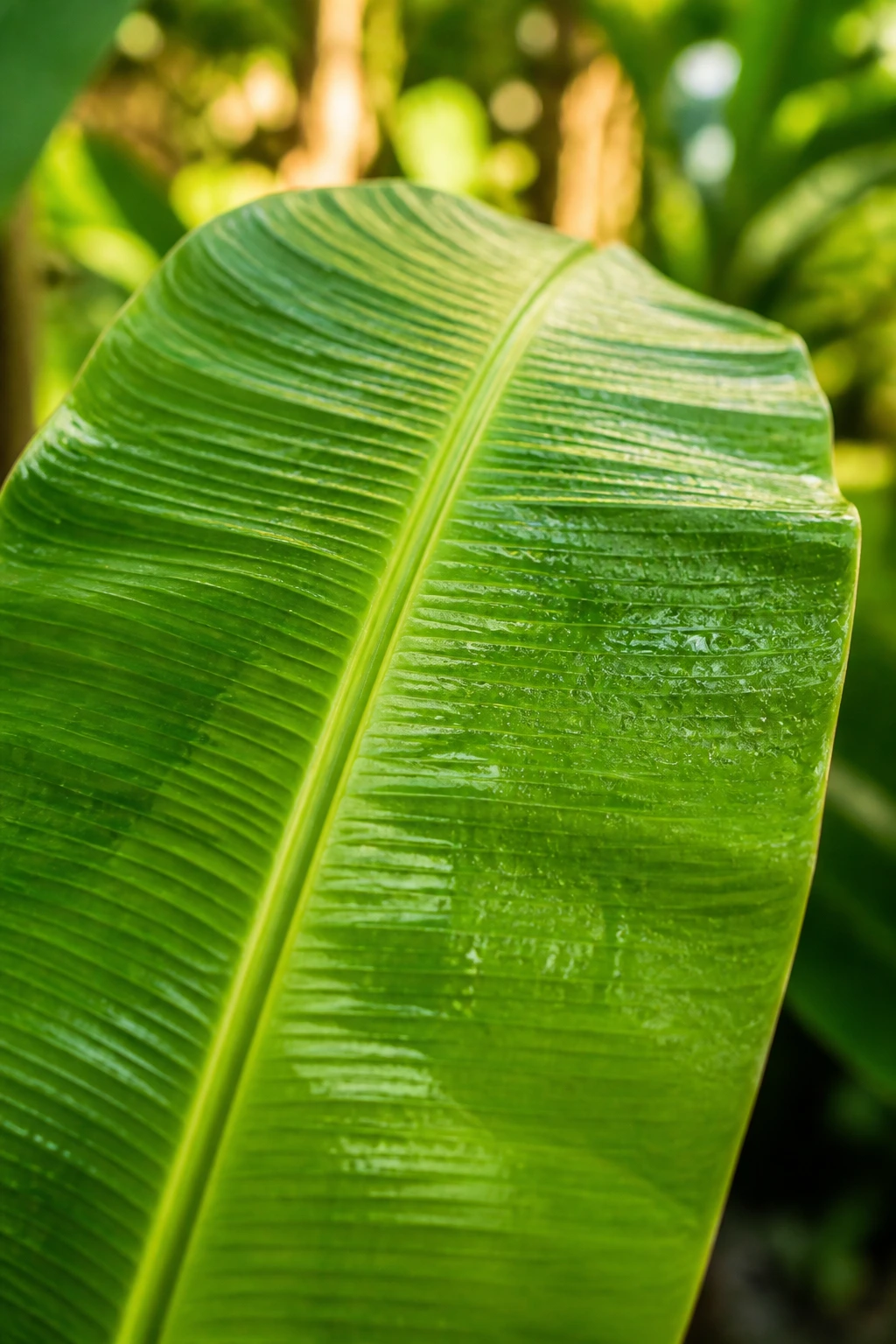Are Banana Leaves Toxic To Dogs? 1 Close-up of a vibrant banana leaf filling the frame in a sunlit garden