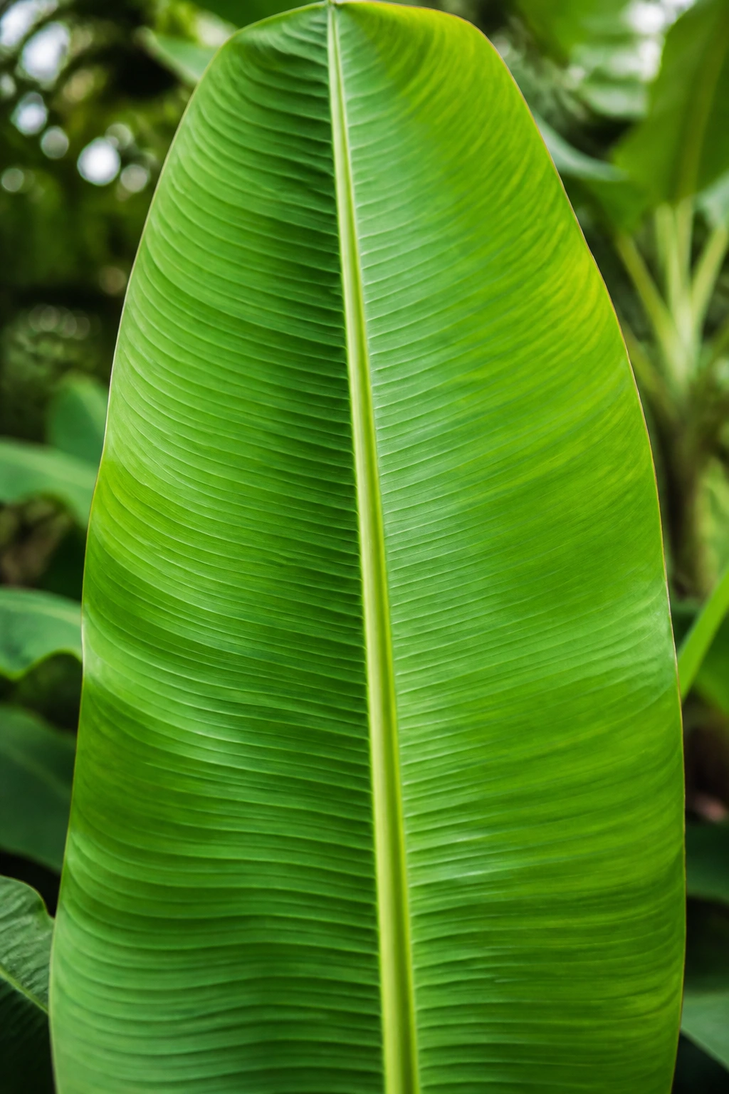 Close-up of a glossy banana leaf in an outdoor garden
