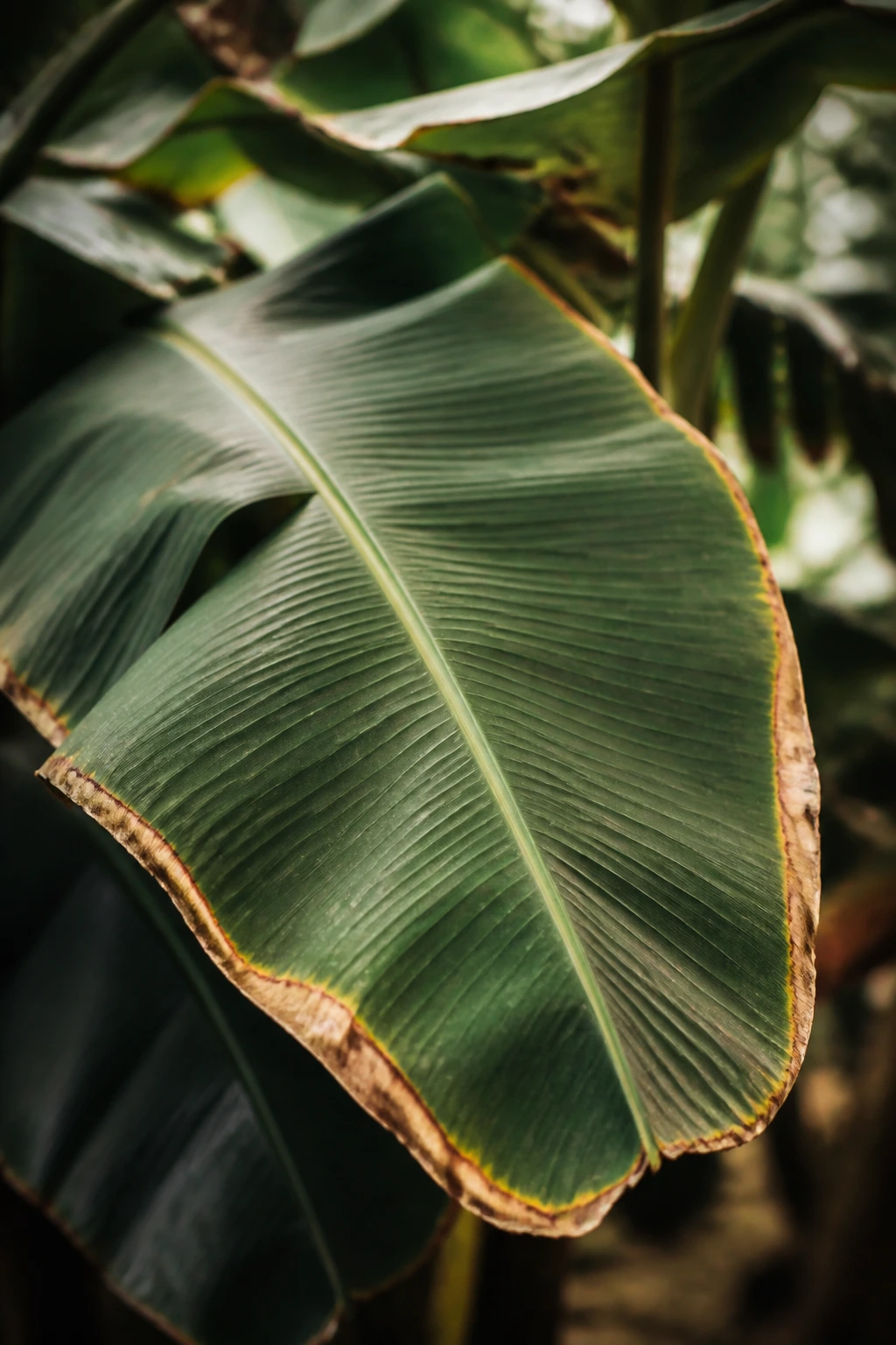 Are Banana Leaves Toxic To Dogs? 3 Close-up of a banana leaf with browned edges in a garden