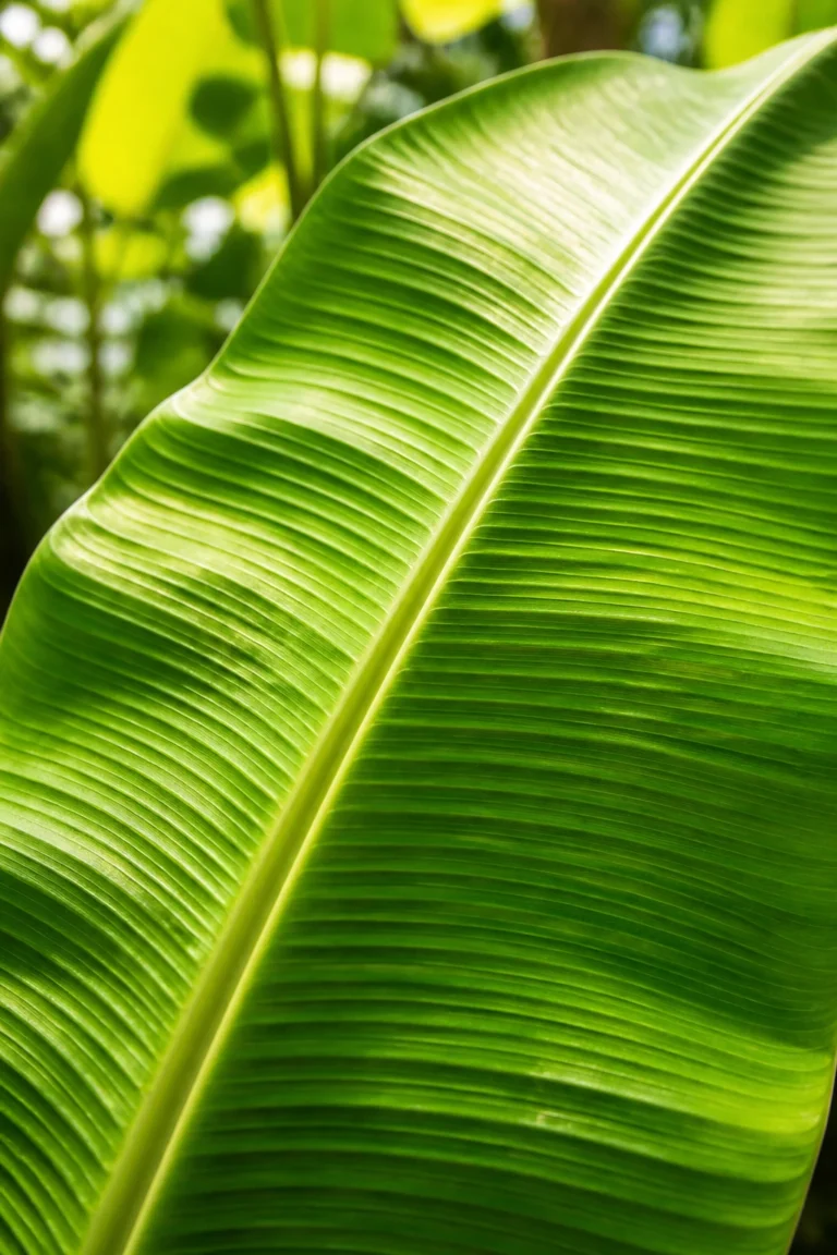 Are Banana Leaves Toxic To Dogs?