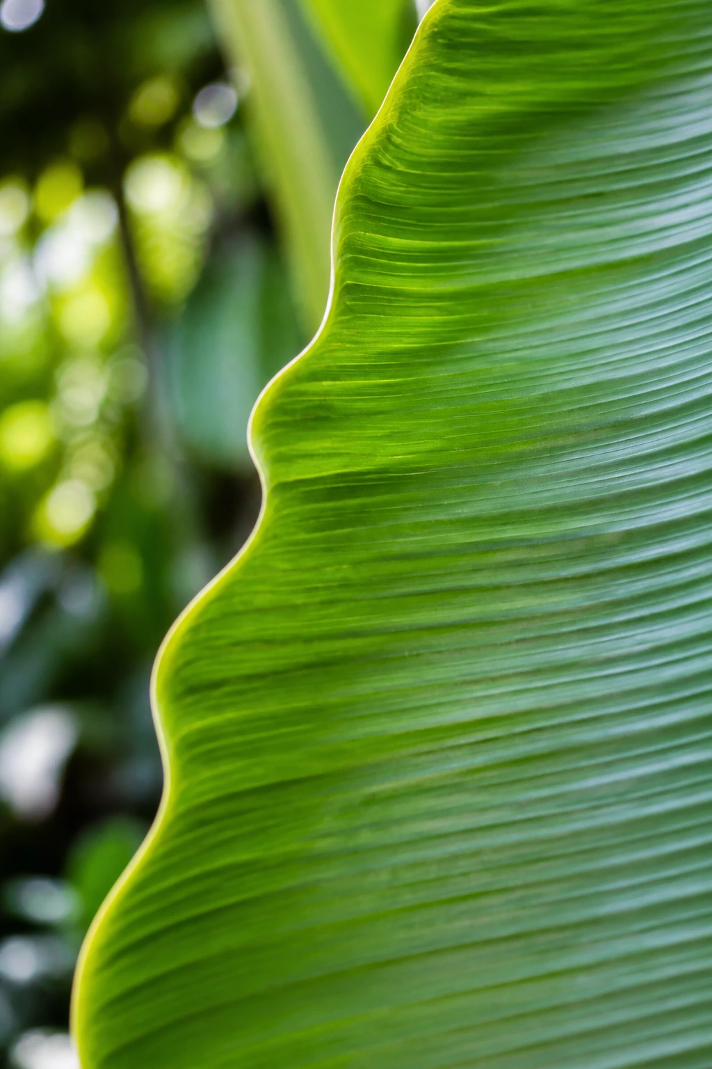Are Banana Leaves Toxic To Dogs? 2 Macro close-up of a banana leaf edge in a sunlit garden