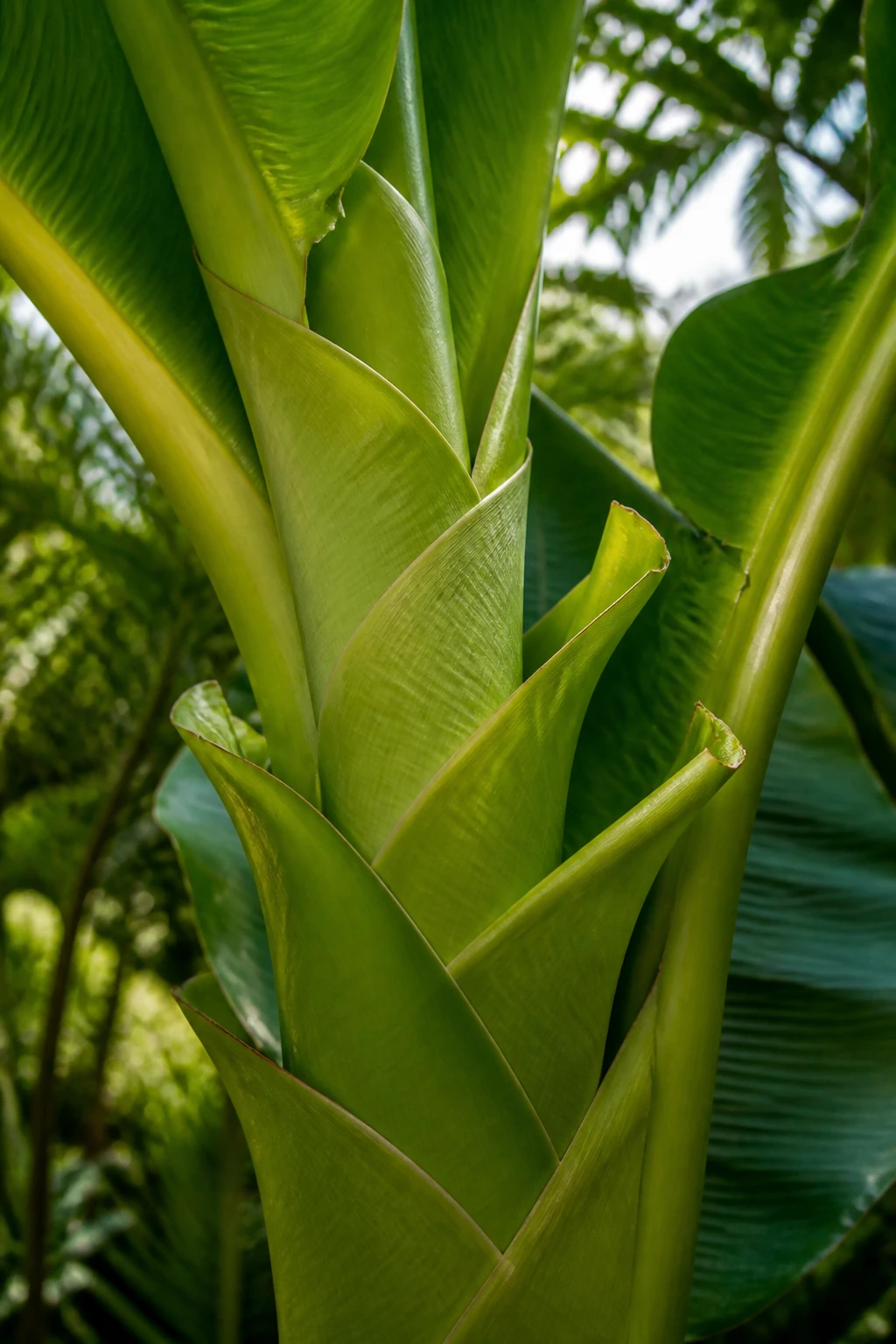 Close-up of layered banana leaves in a tropical garden