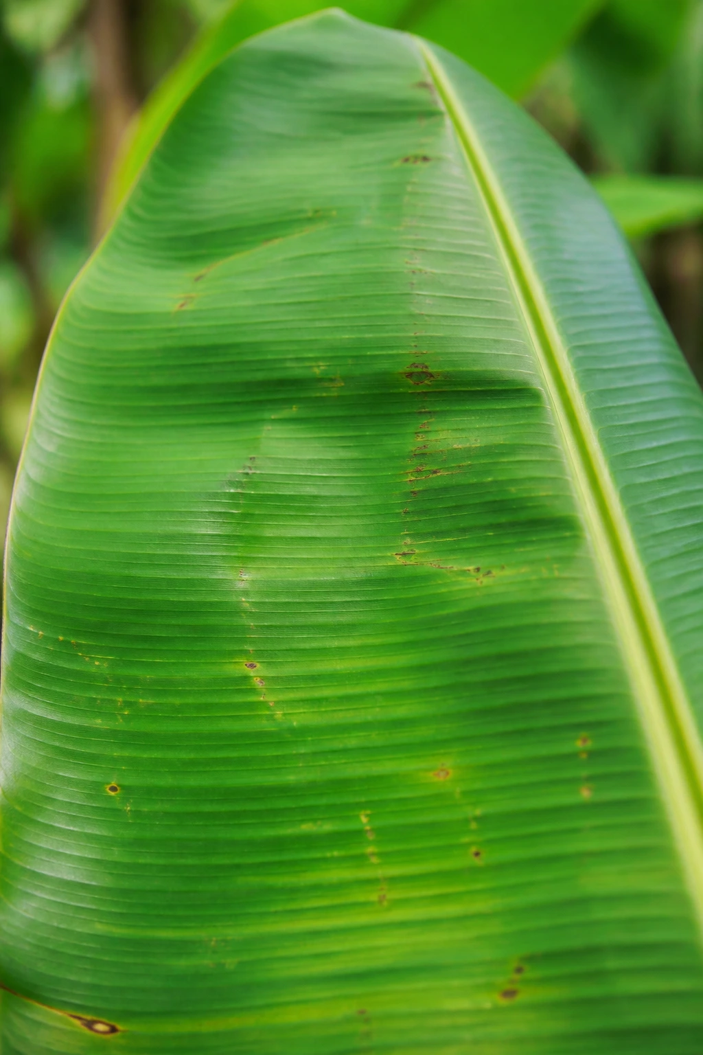 Are Banana Leaves Toxic To Dogs? 4 Close-up of a banana leaf showing minor spots in a garden setting