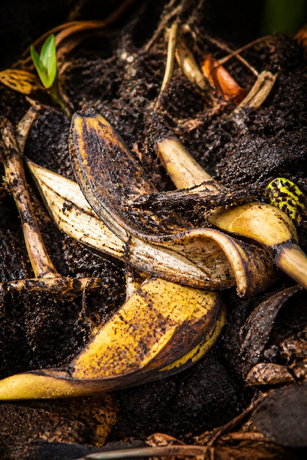 Banana peel composting enriching garden soil