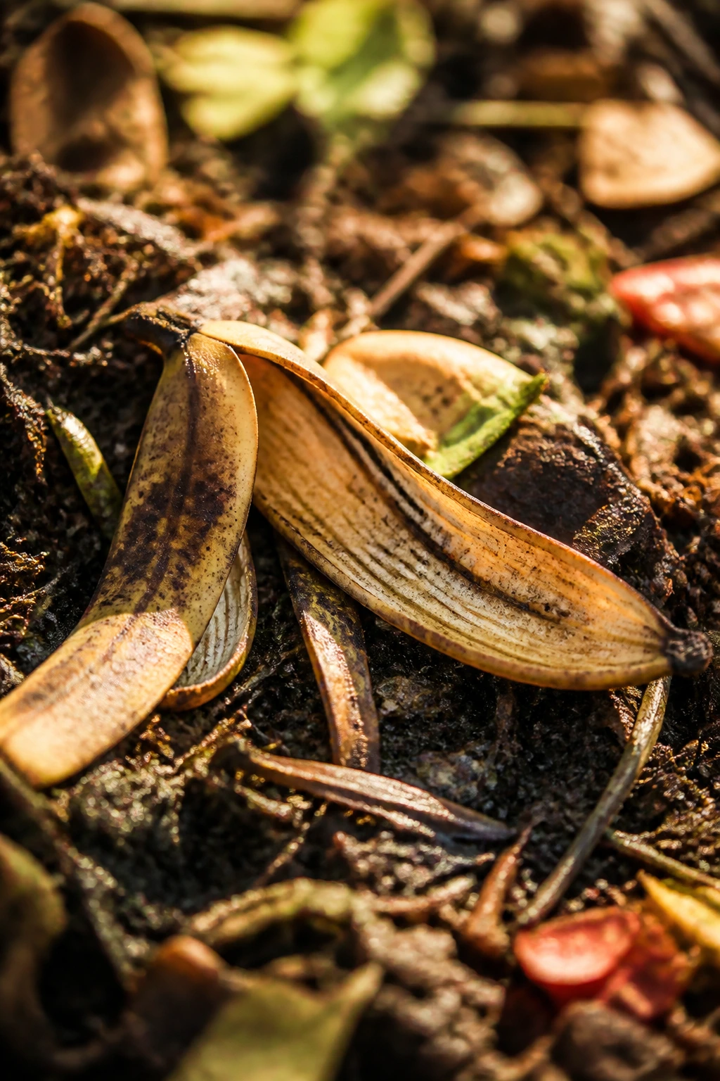 Brown-speckled banana peel on warm compost in sunlit garden