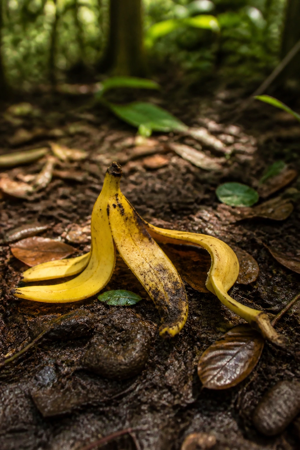 Single banana peel on a forest floor showing natural breakdown context