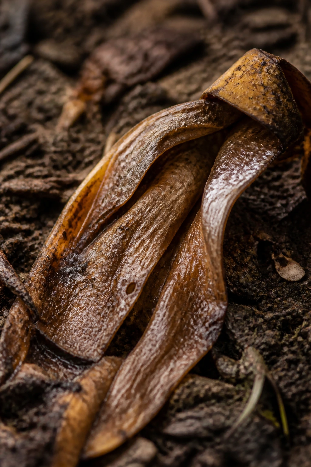 Are Banana Peels Biodegradable? Let's Find Out! 9 Mushy banana peel rotting on damp soil