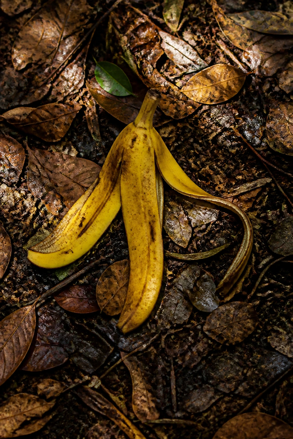 Are Banana Peels Biodegradable? Let's Find Out! 6 Banana peel on forest floor among leaves