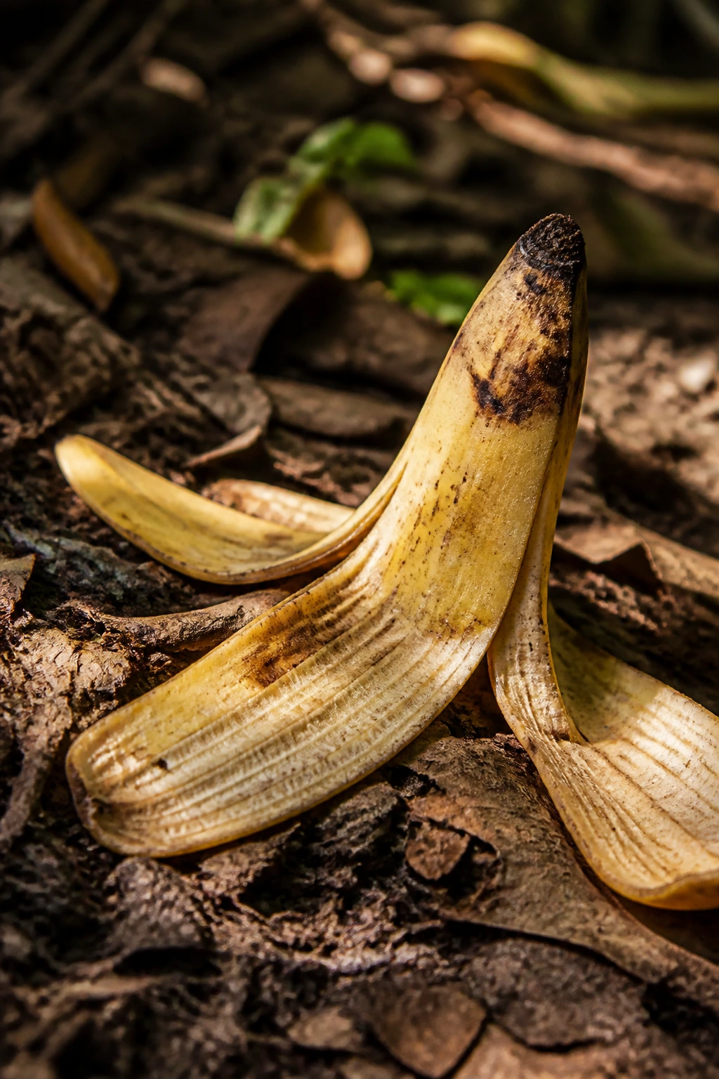 Banana peels on forest floor with leaf litter