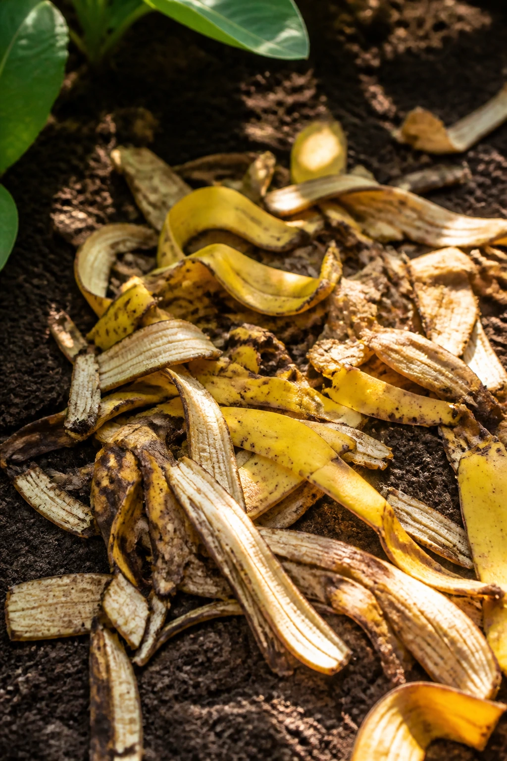 Shredded banana peels spread on garden soil