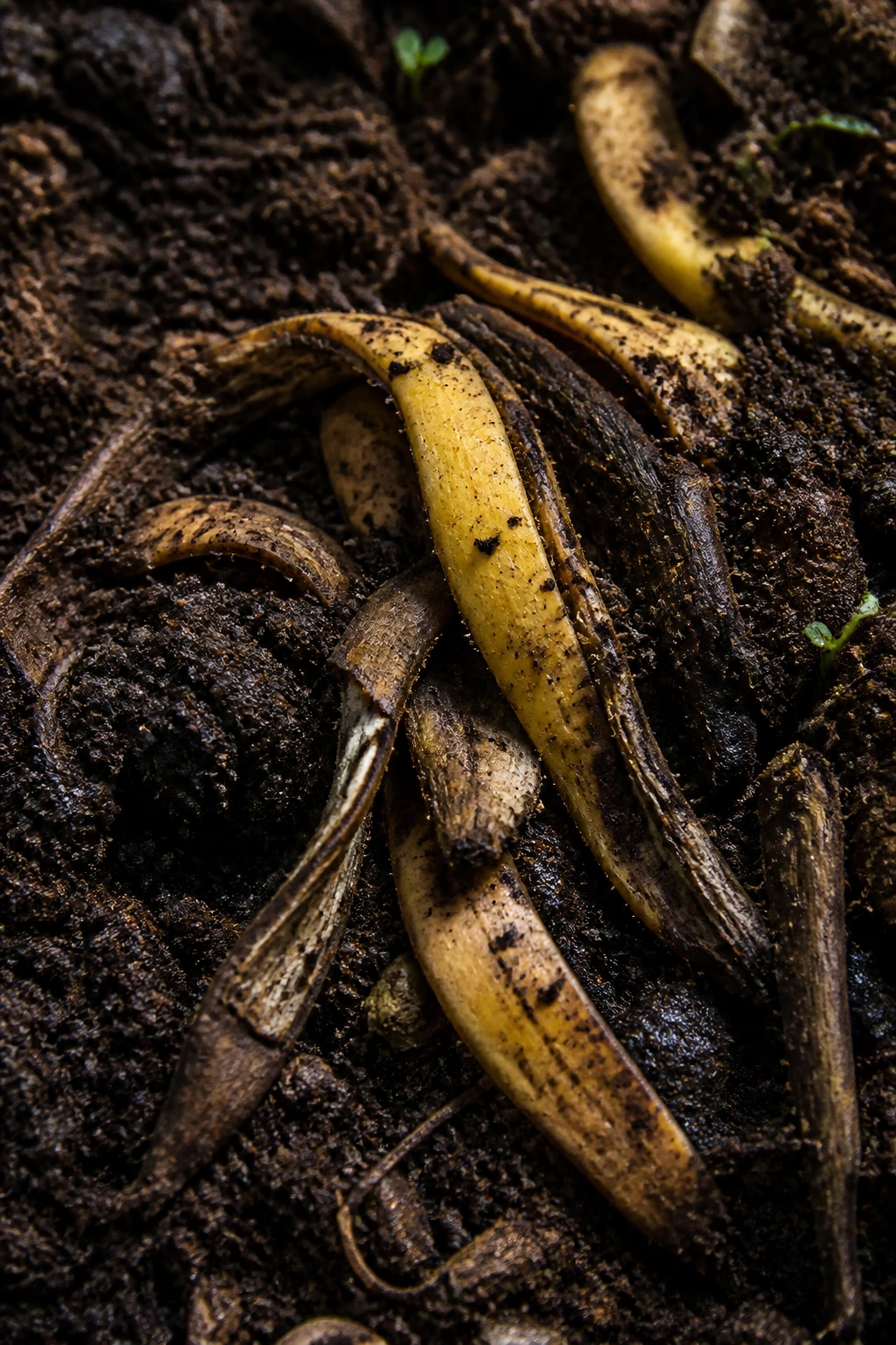 Are Banana Peels Biodegradable? Let's Find Out! 14 Close-up of banana peels decomposing in rich soil