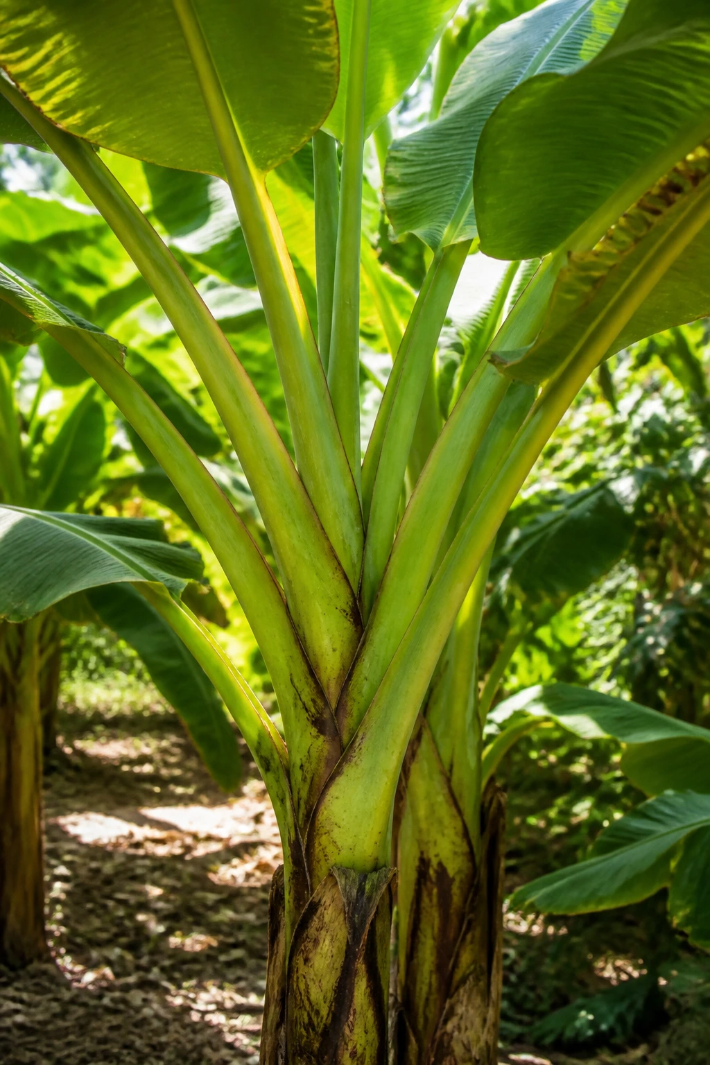 Banana plant highlighting herbaceous nature and pseudostem