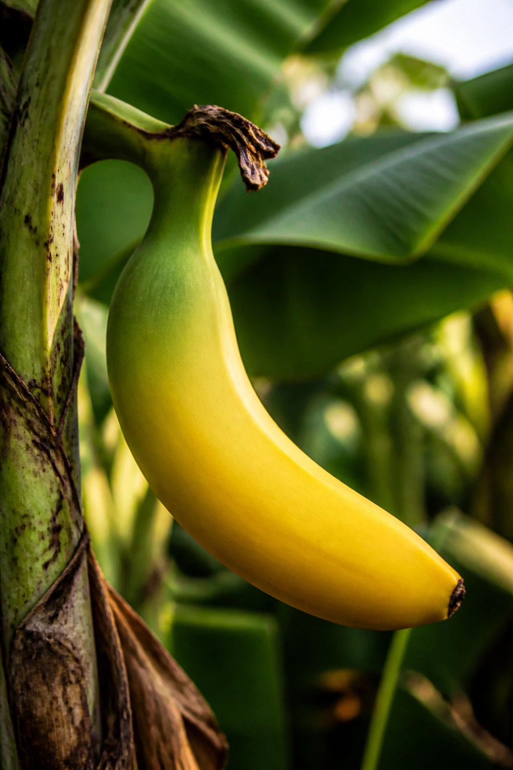 Banana with ripening color in a garden setting