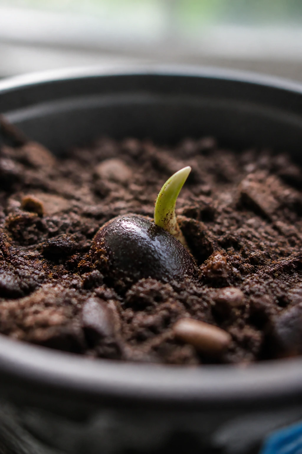 The Anatomy of Banana Seeds: What Do Banana Seeds Look Like? 7 Banana seed planted in soil with a tiny shoot starting to grow