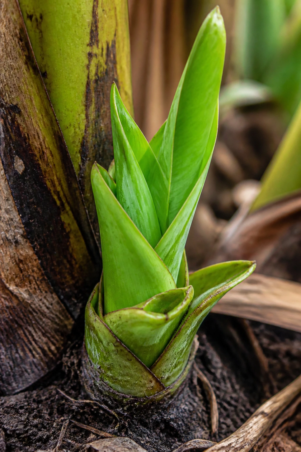 Botanical Insights: The Parts Of A Banana Plant 7 Close-up of a banana plant sucker at the base, vivid green shoot in a garden.