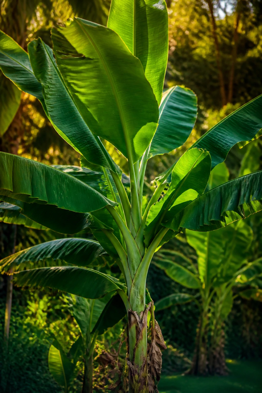 Medium close-up of a healthy banana tree in a tropical garden.