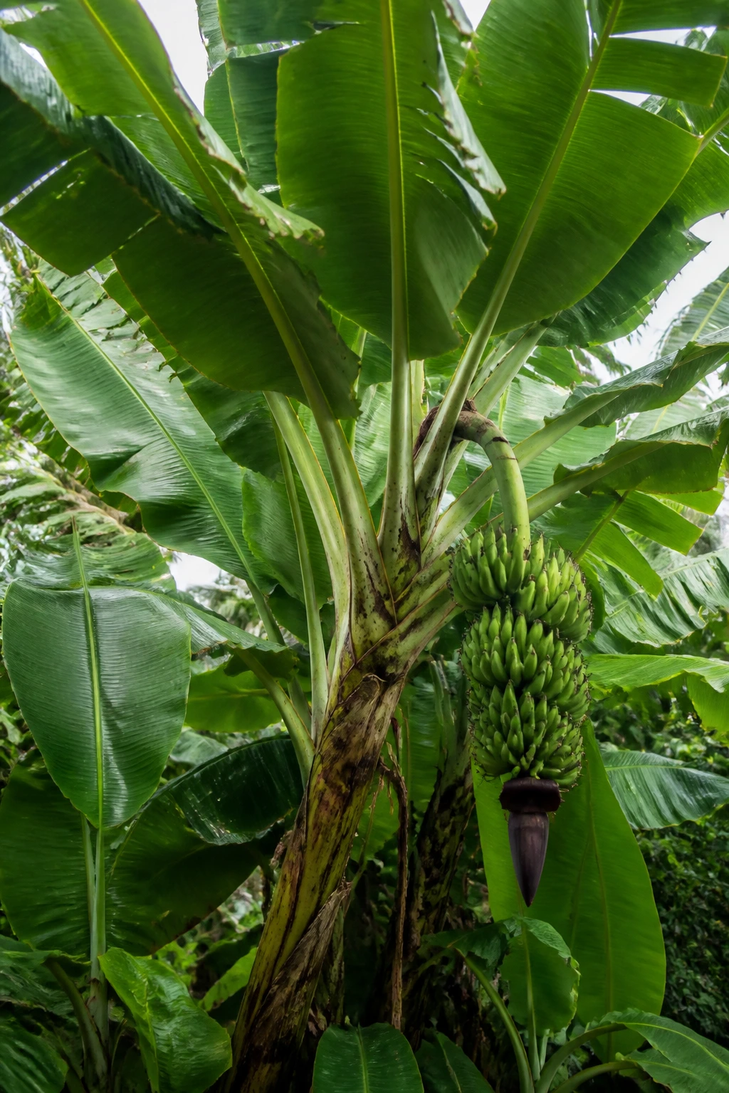 Plantain Tree Vs Banana Tree: What's Really The Difference? 4 Banana tree filling the frame in a tropical garden