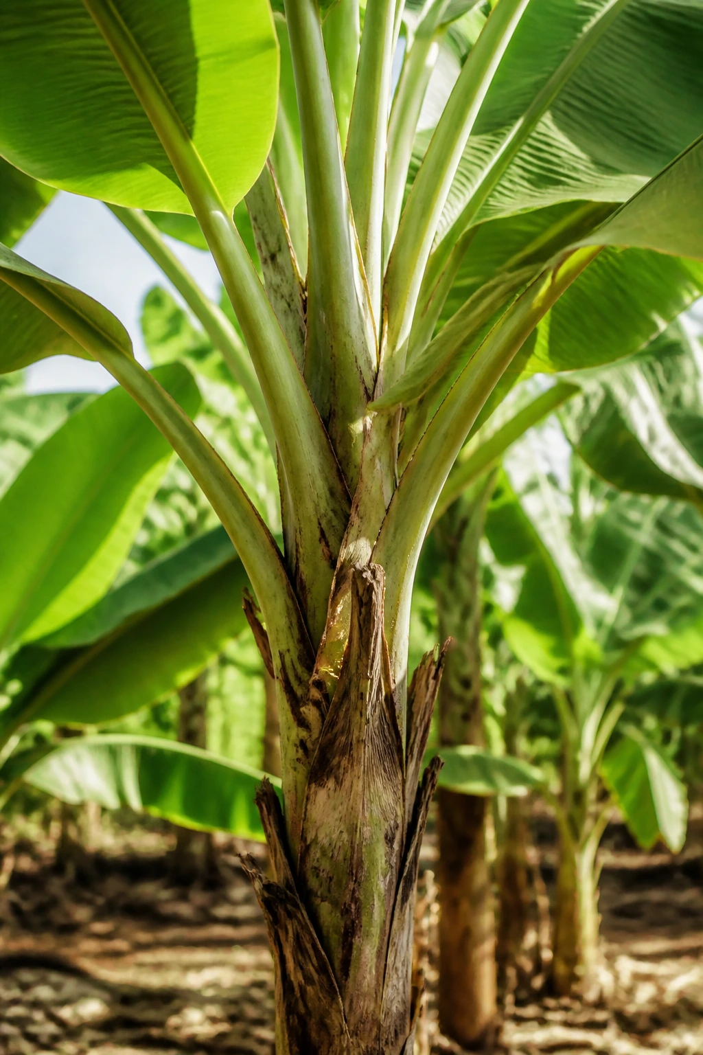 How Many Bananas And Bunches Does A Banana Tree Produce? 1 Close-up of a banana tree pseudostem and large leaves in a sunny tropical grove.