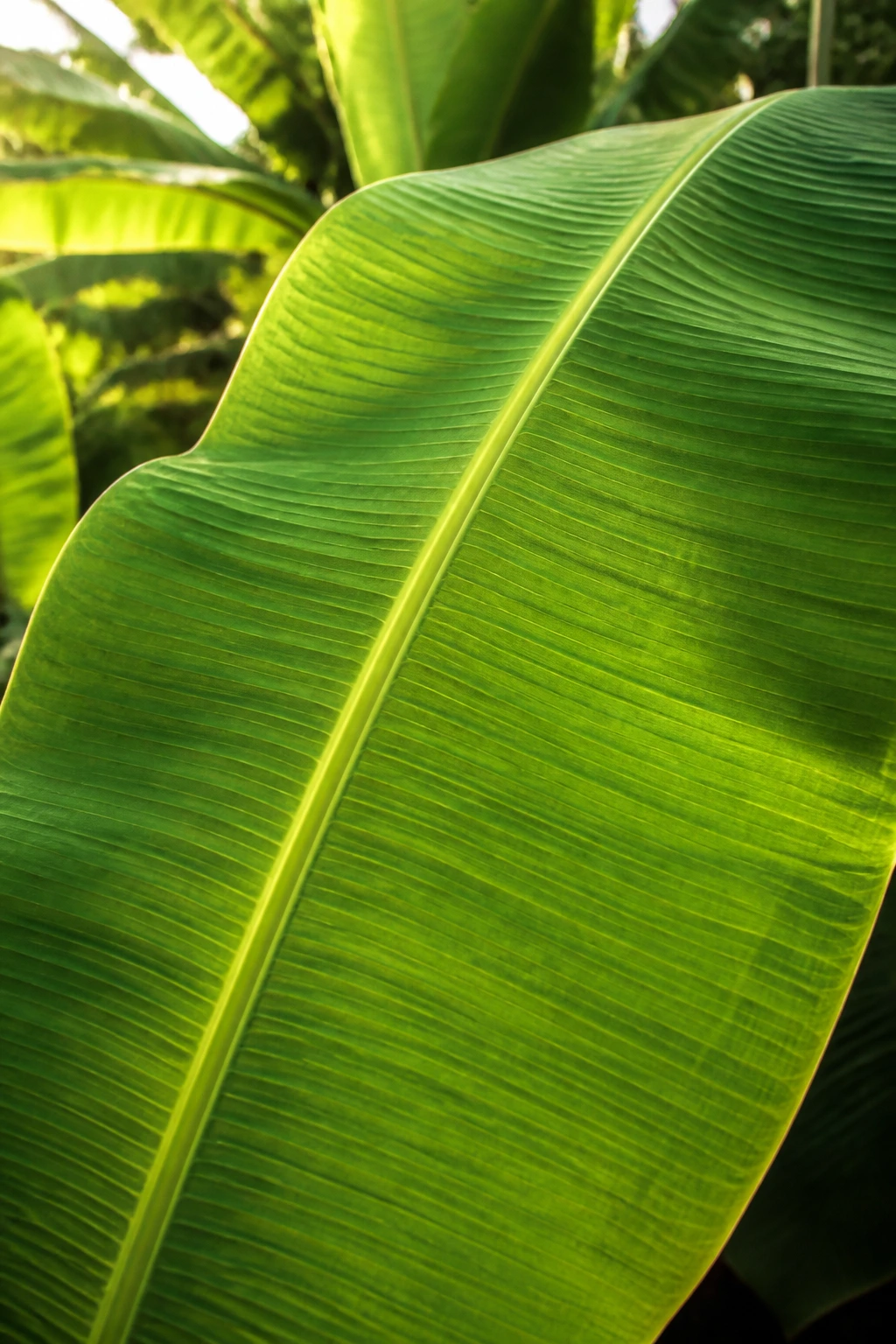 Close-up of a banana tree leaf filling the frame in a garden