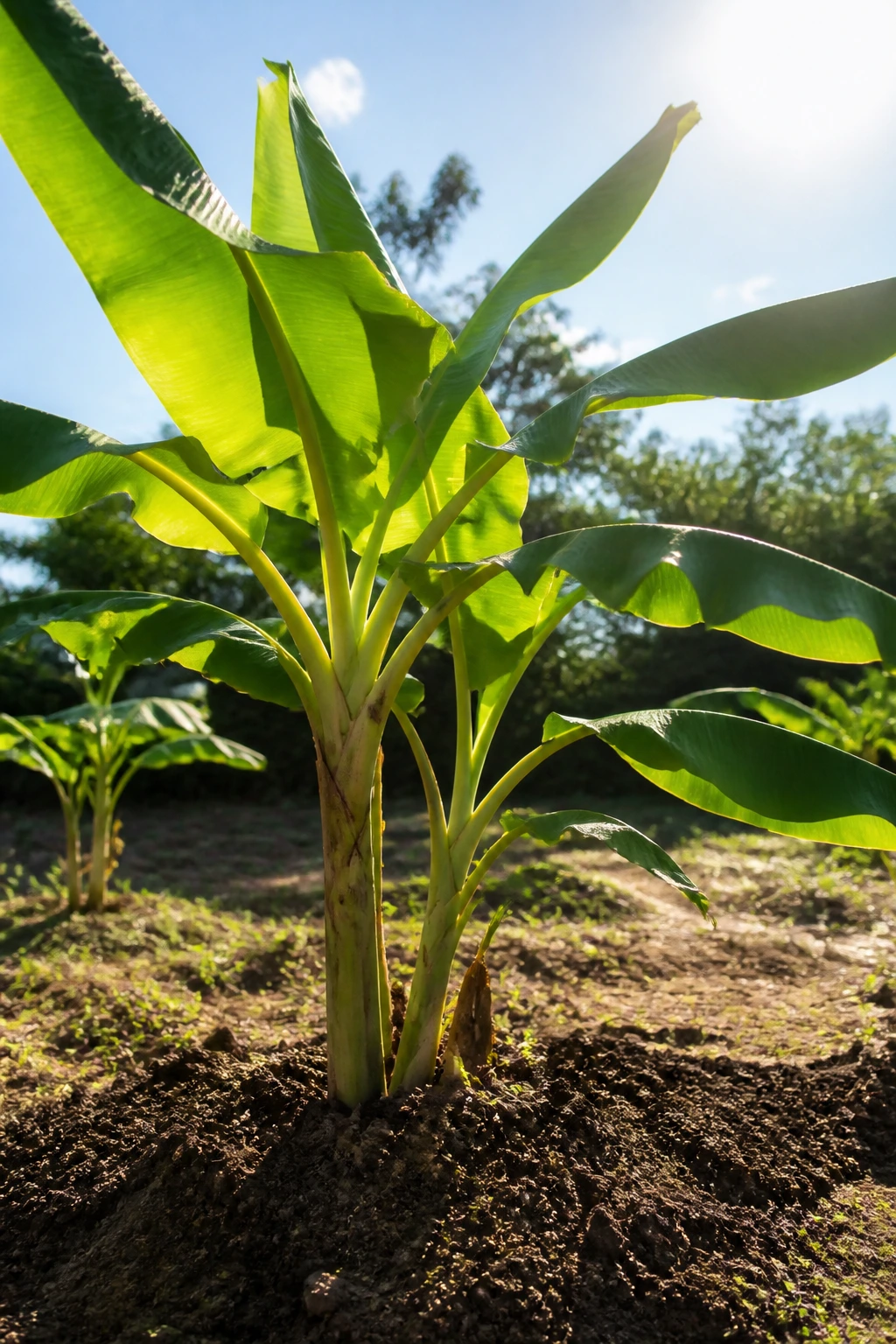 Banana tree in a sunny garden spot with open space