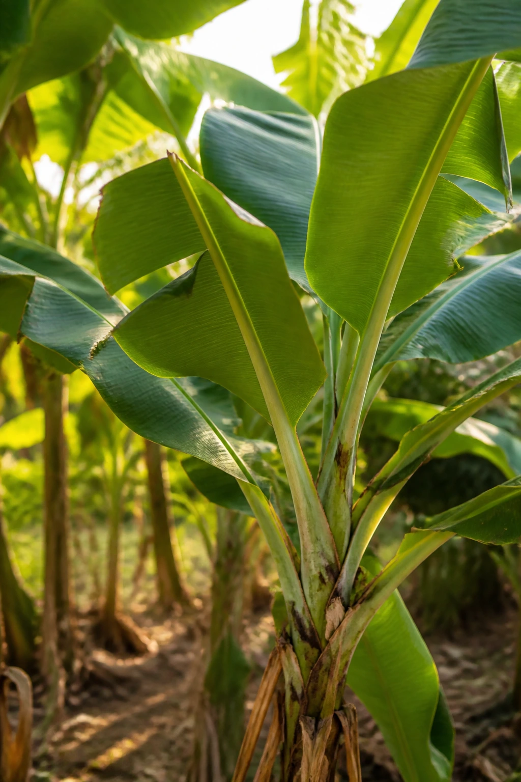 How to Trim a Banana Tree Like a Pro: A Complete Guide 1 Close-up of banana tree leaves with trimmed edges in a garden