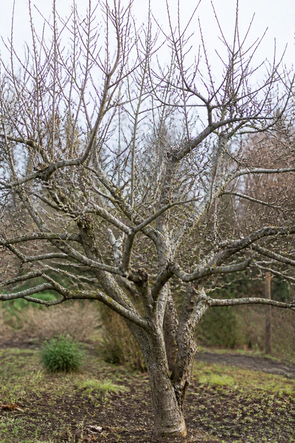 Bare persimmon tree in winter with intricate branches