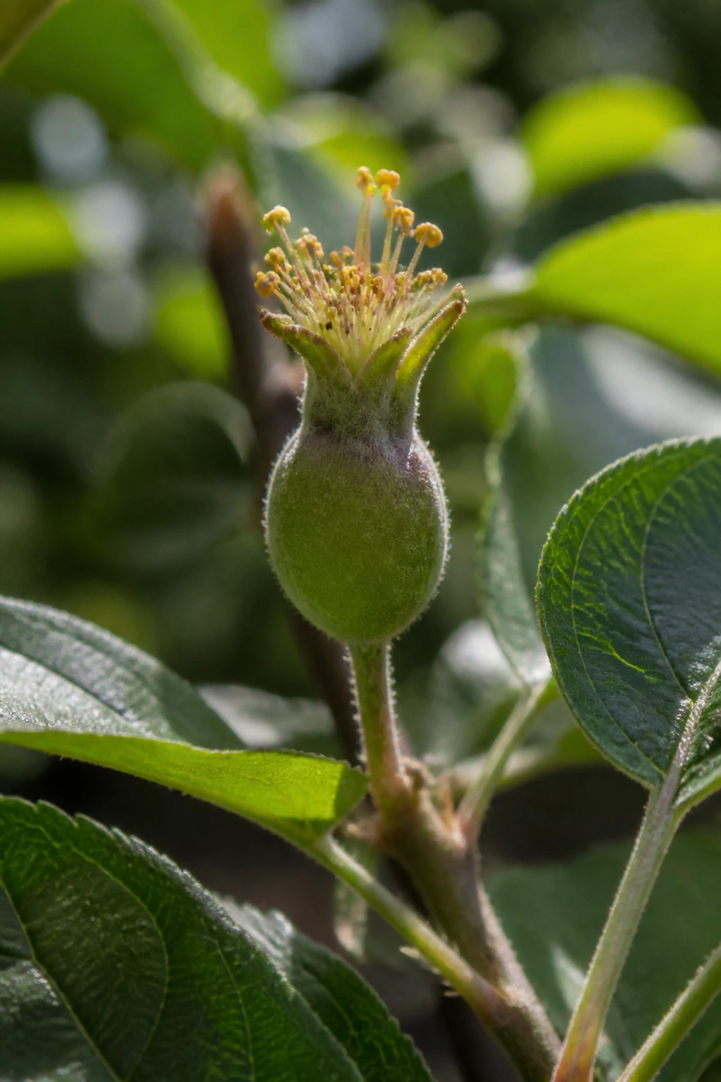 Macro close-up of a developing fruit forming from a flower ovary on a plant