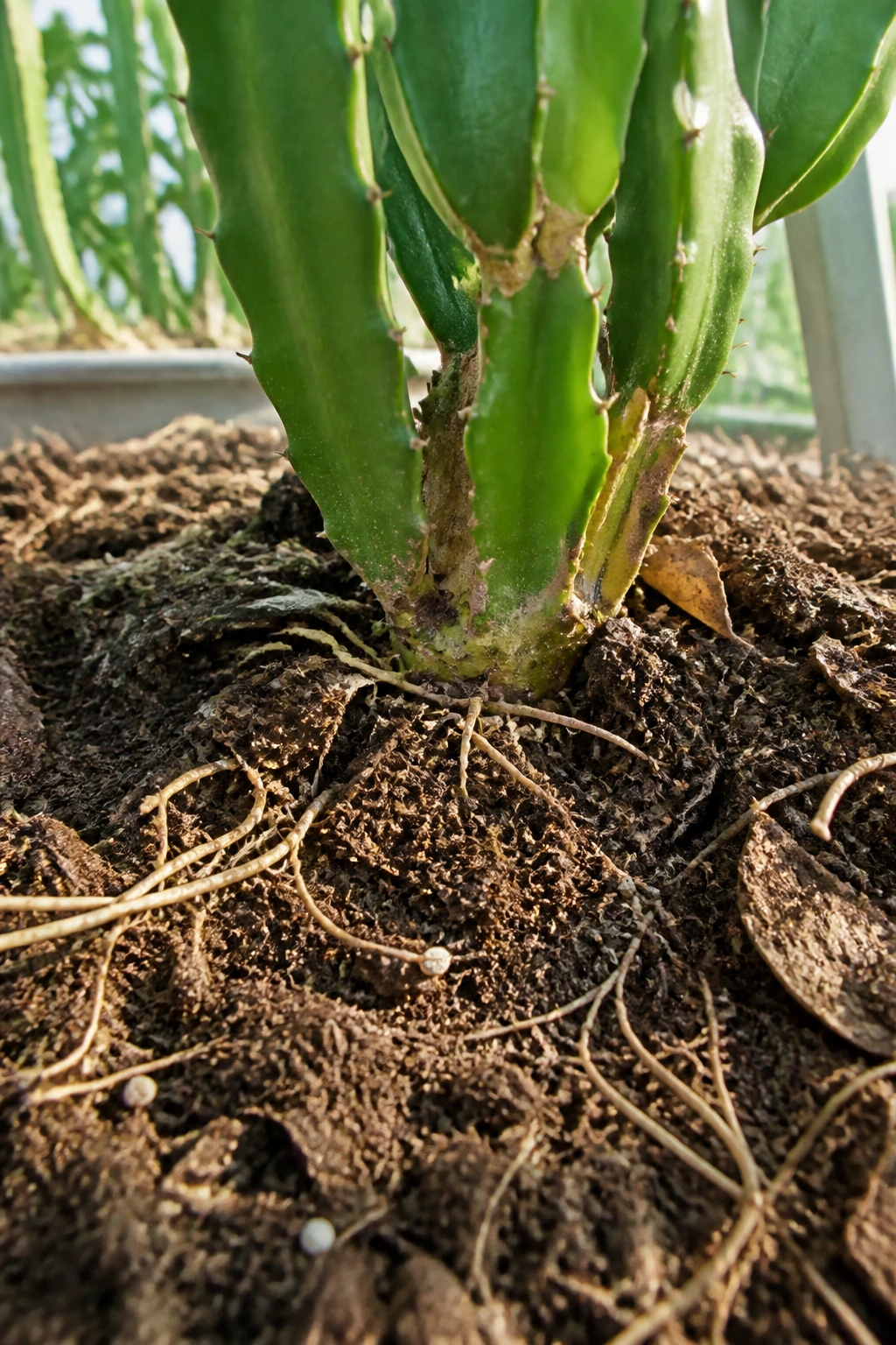 7 Best Organic Fertilizer For Dragon Fruit 9 Dragon fruit plant base with rich soil and healthy roots