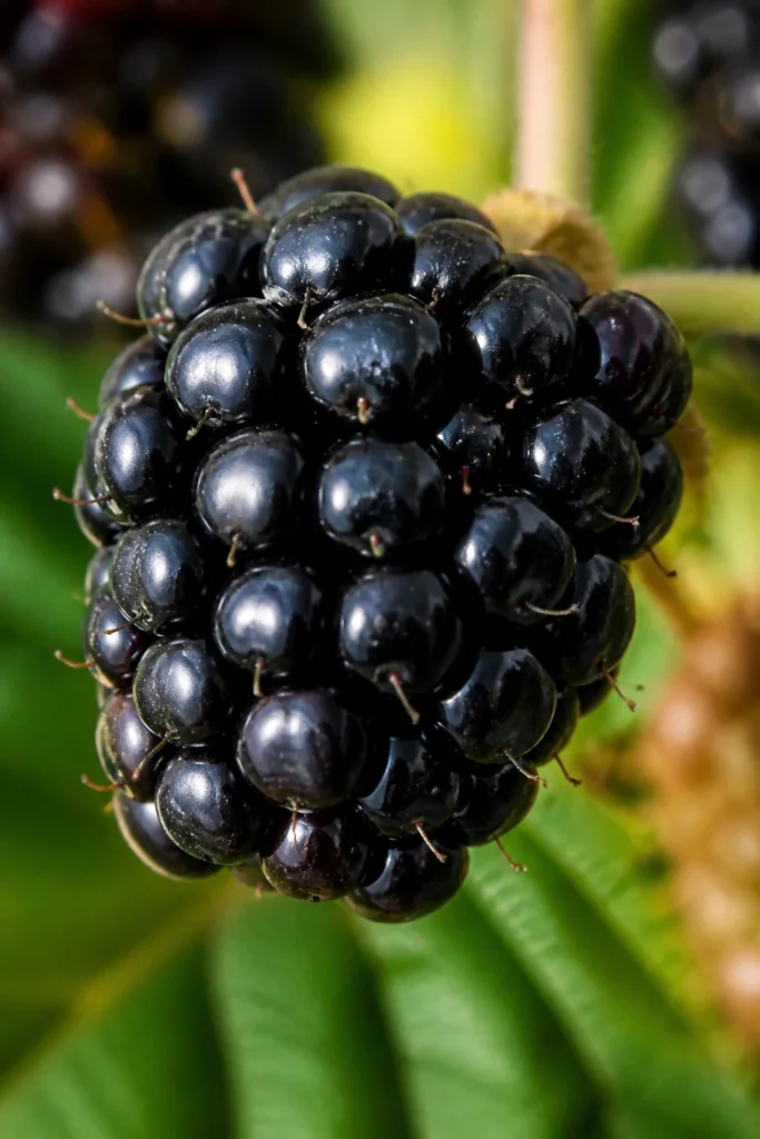 How To Make Blackberries Sweeter And Be Juicier