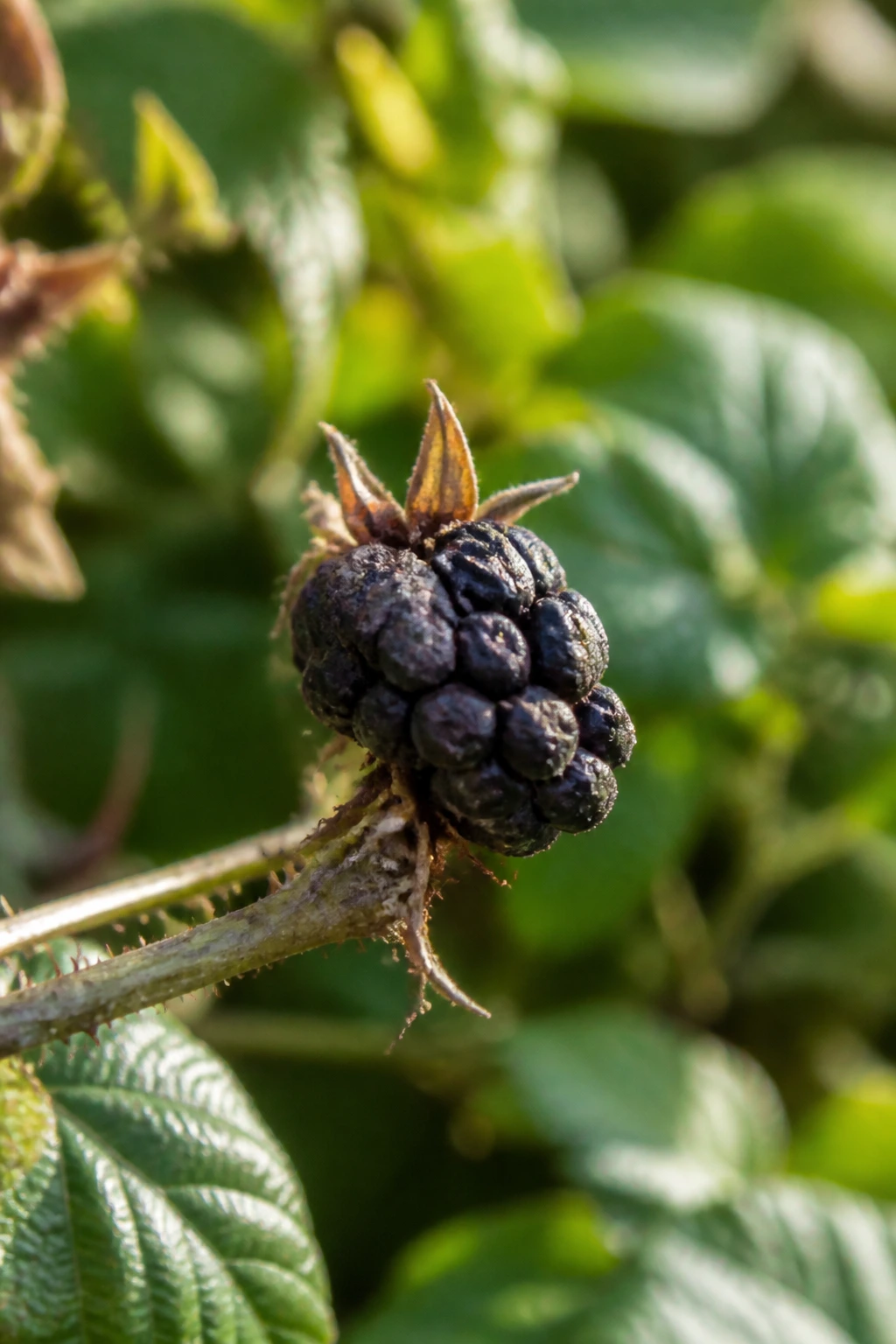 Why Are My Blackberries So Small? 2 Small, dry blackberry on a blackberry cane in a garden