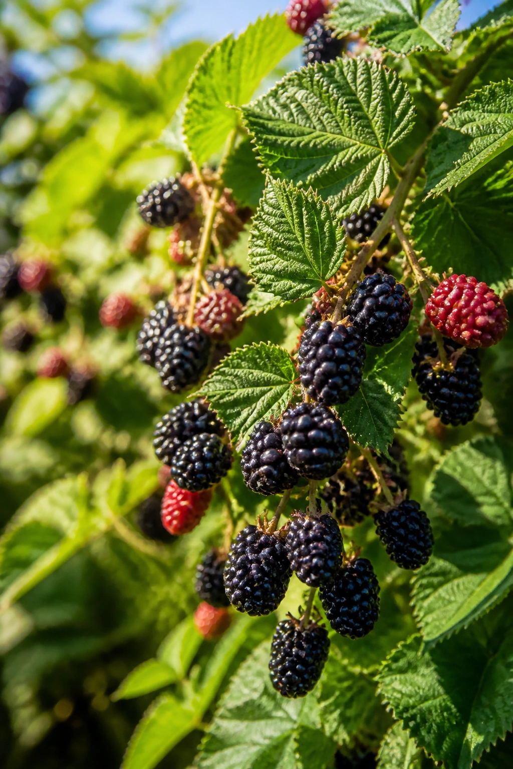 Do Blackberries Like Acidic Soil? All You Need to Know 5 Close-up of a healthy blackberry bush with ripe fruit in a sunny garden