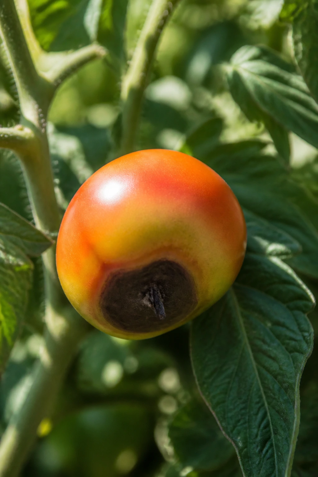 What Does My Tomato Plant Need? 6 Tomato with blossom end rot in a sunlit garden