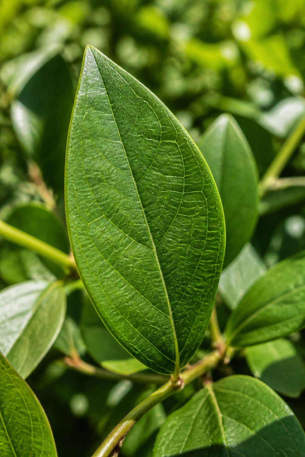 Close-up of a healthy green blueberry leaf on a bush