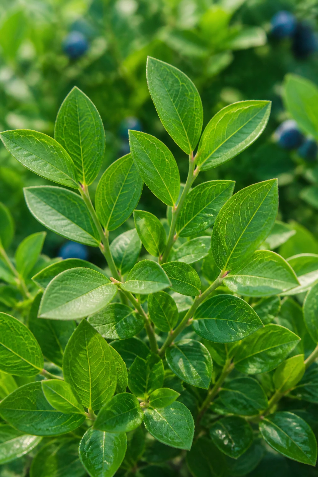 Close-up of lush green blueberry leaves in a garden.